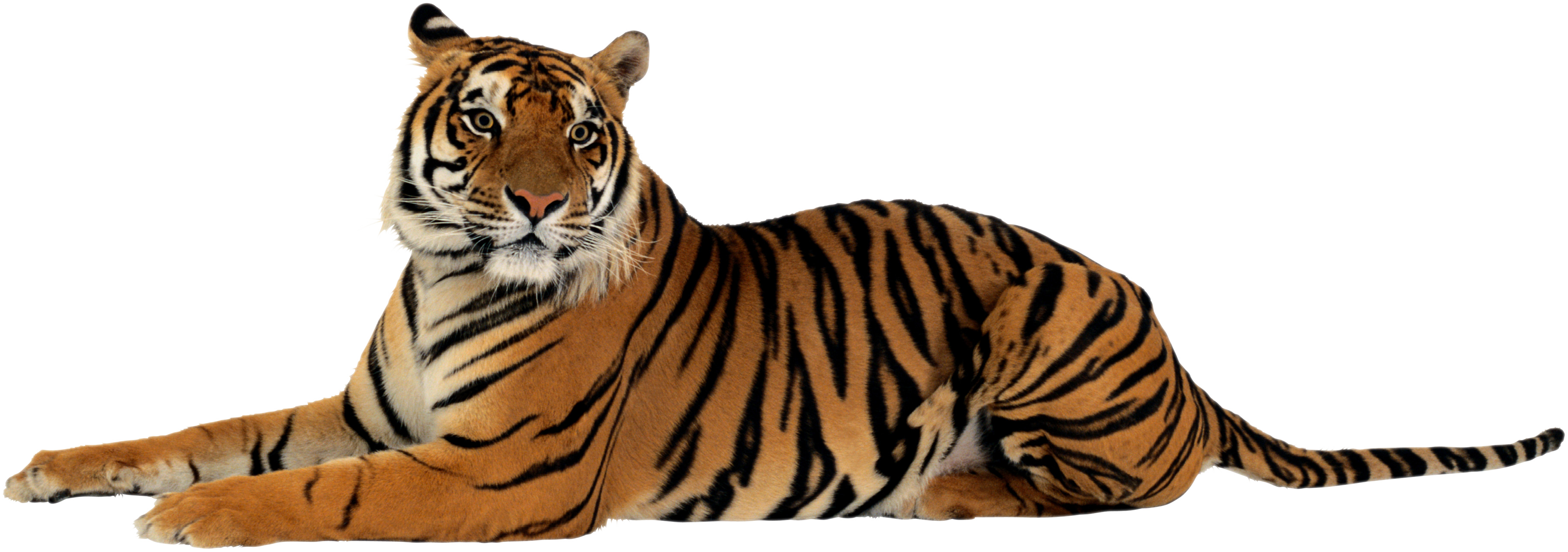 Tiger Transparent PNG Pictures - Free Icons and PNG Backgrounds
