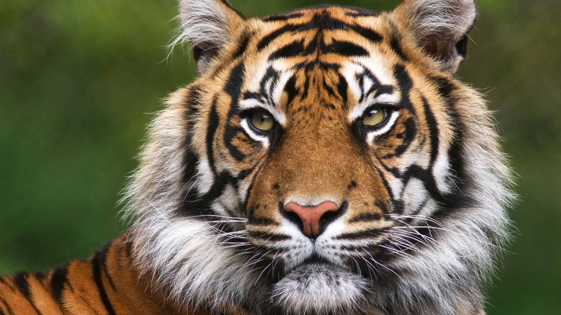 When is the best time to see tigers in India? - Natural World Safaris