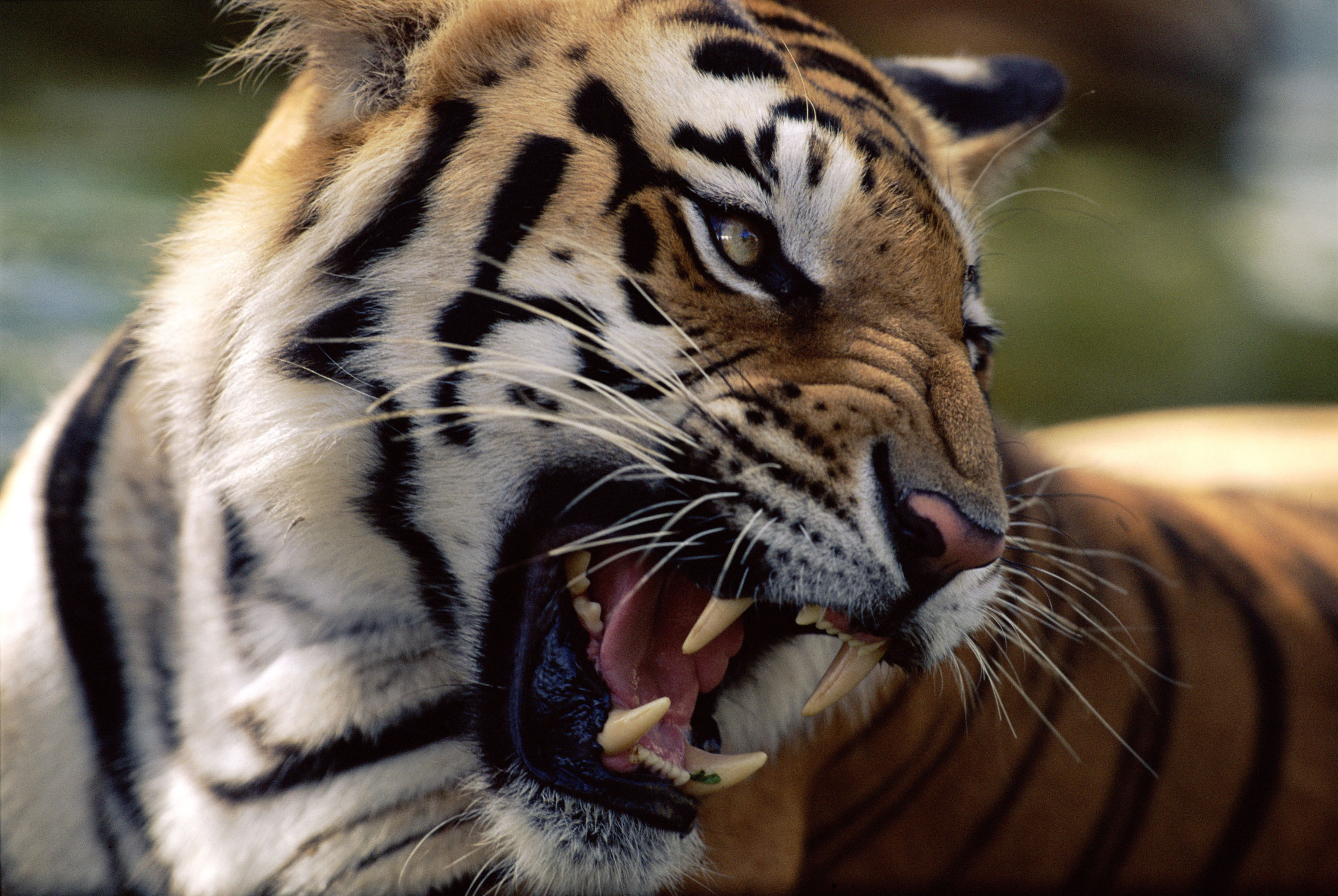 Tigers | WWF