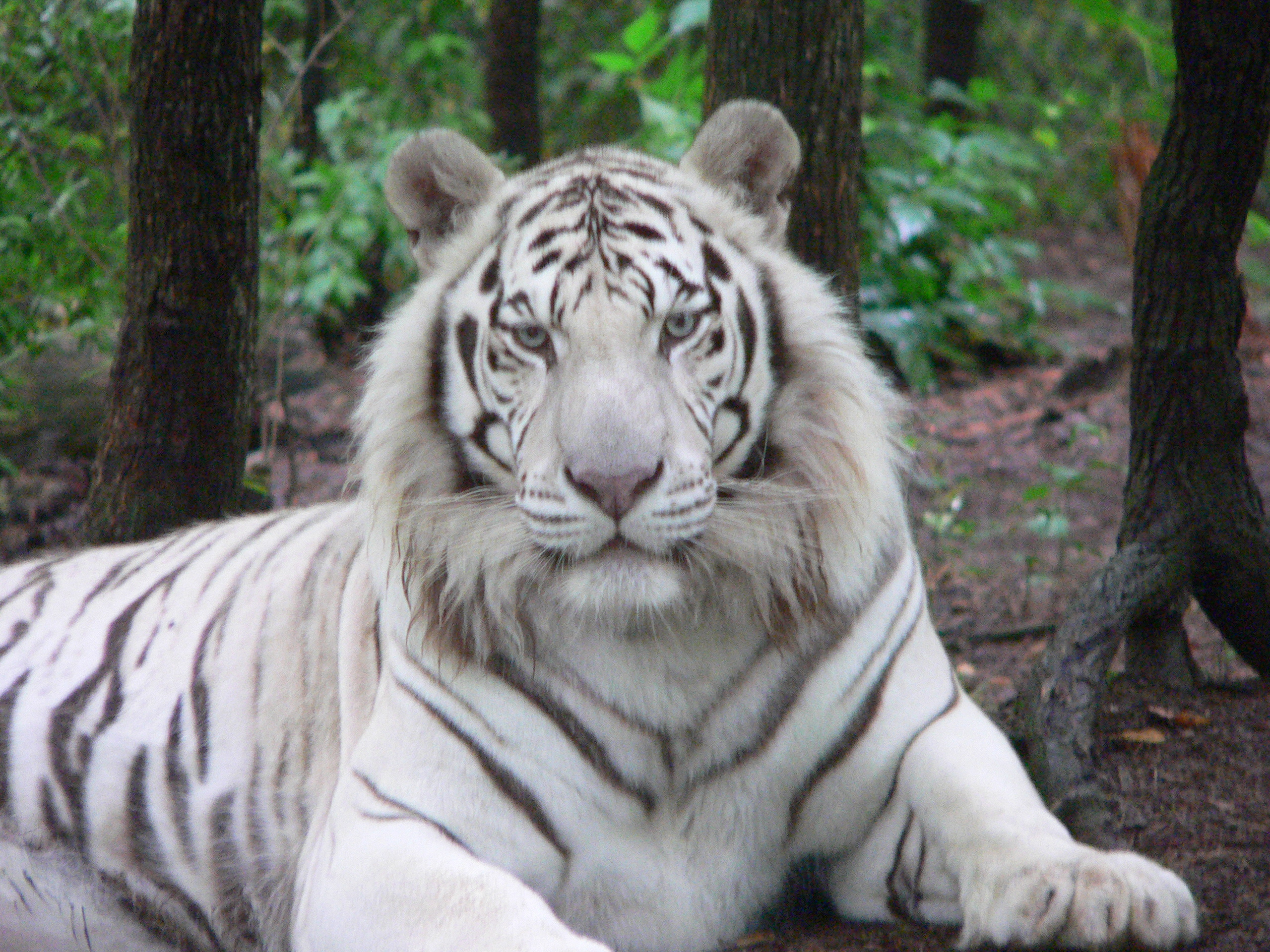 Jellybean Tiger | Carolina Tiger Rescue
