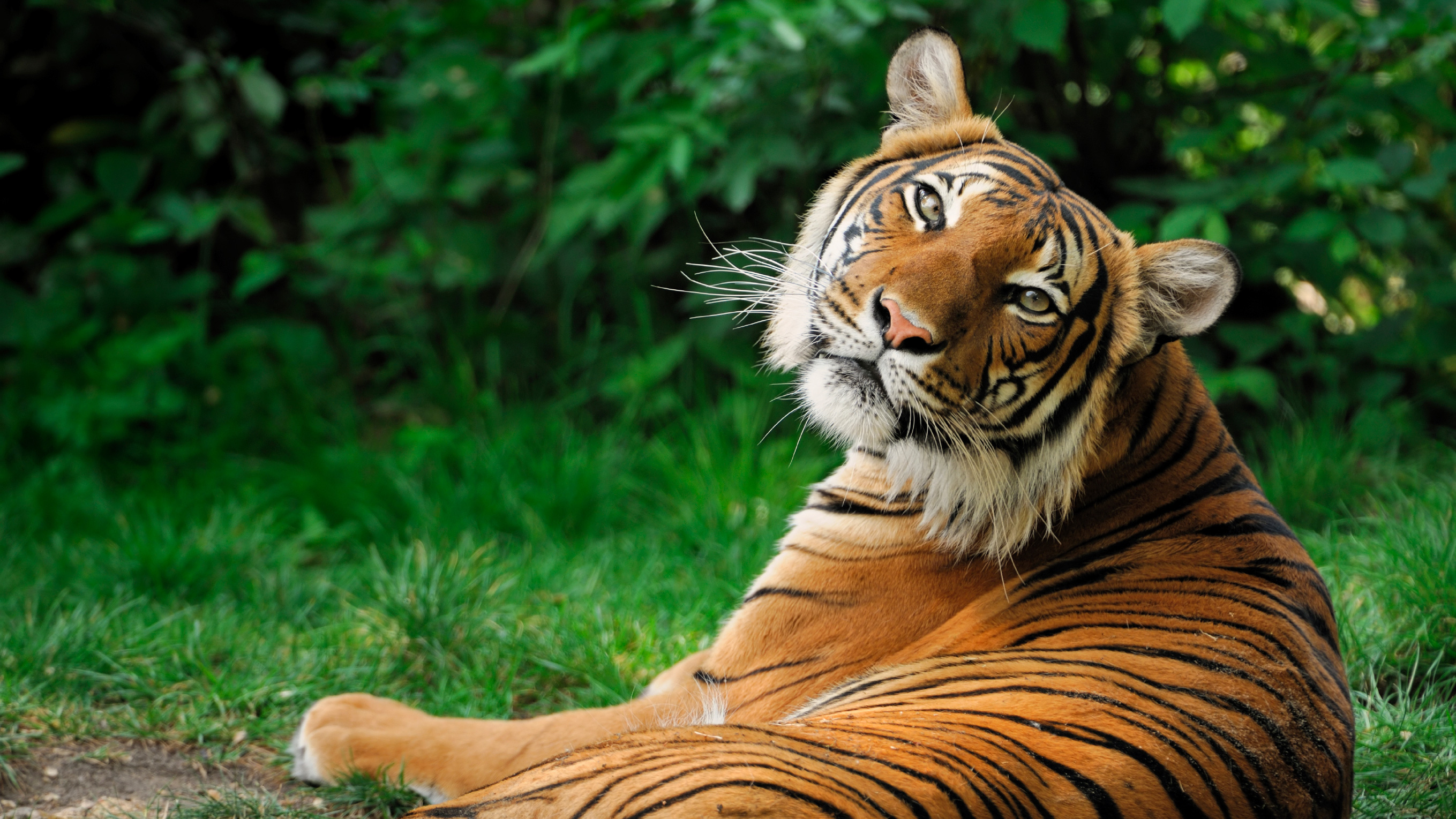 Tiger, tiger burning bright: Number of wild tigers in the world ...