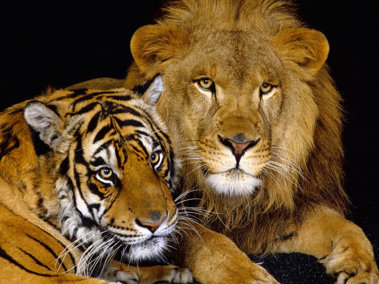 Tiger And Lion Wallpapers Group (77+)