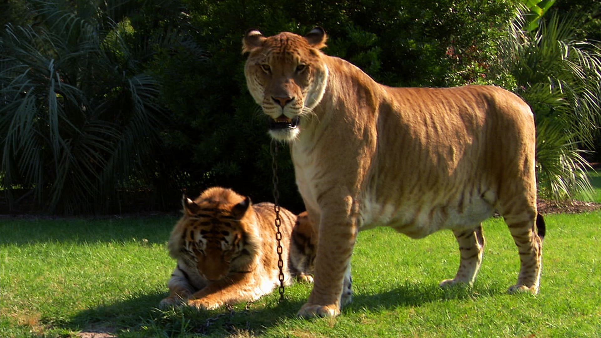 Lions, Tigers and Ligers! - World's Weirdest Video - National ...