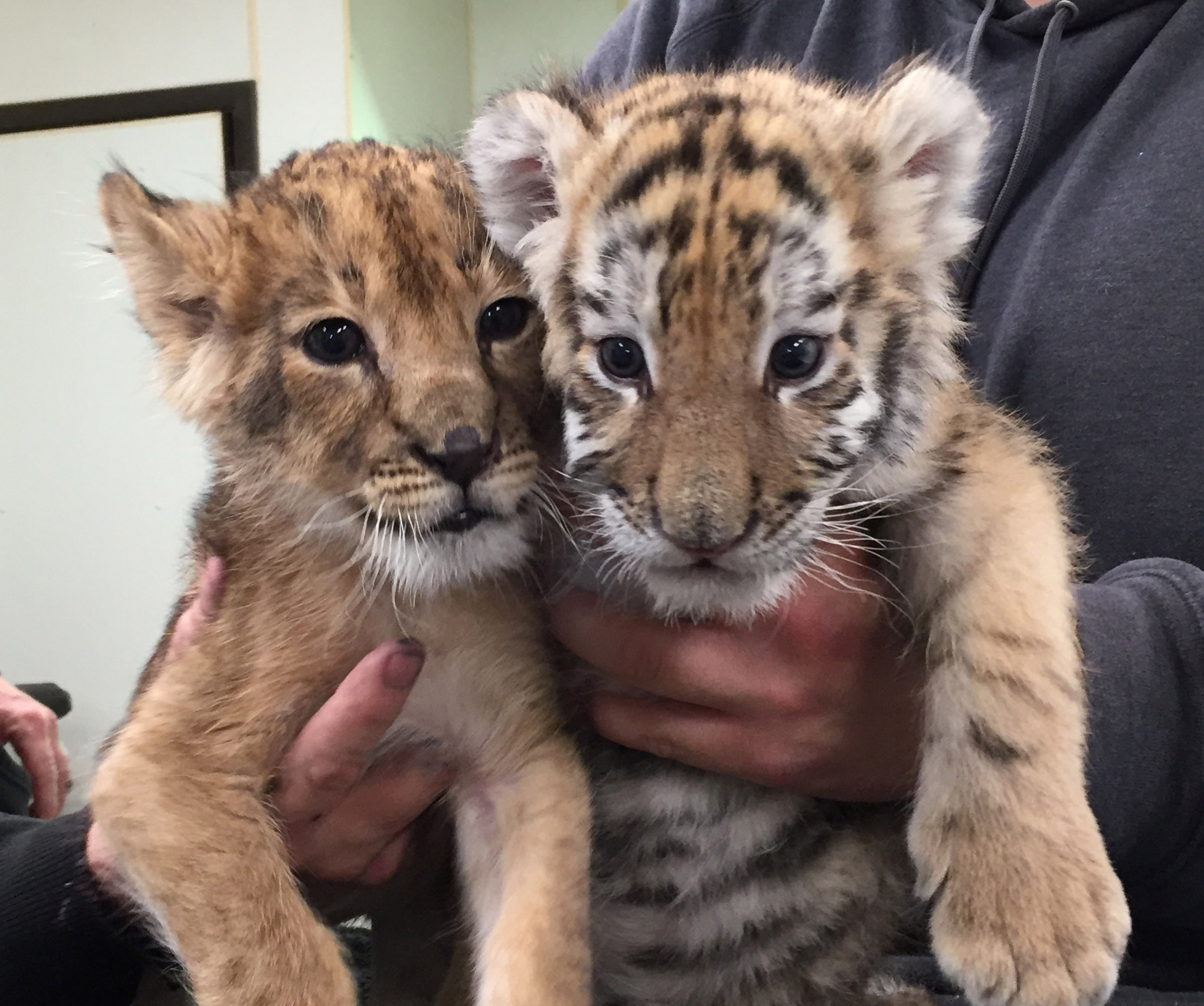 Baby tiger and lion being raised together at Six Flags - The Morning ...