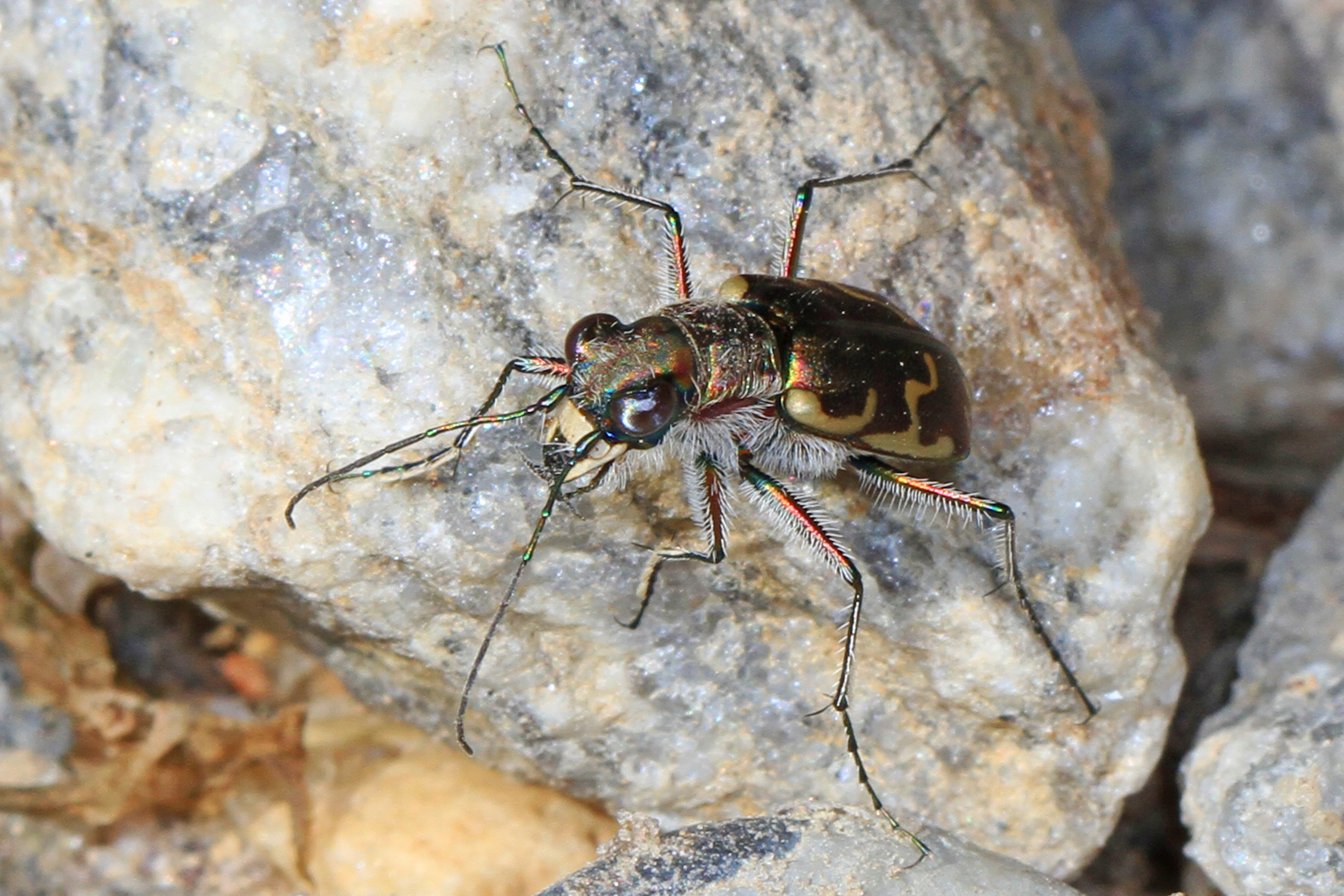 File:Bronzed Tiger Beetle - Cicindela repanda, Leesylvania State ...