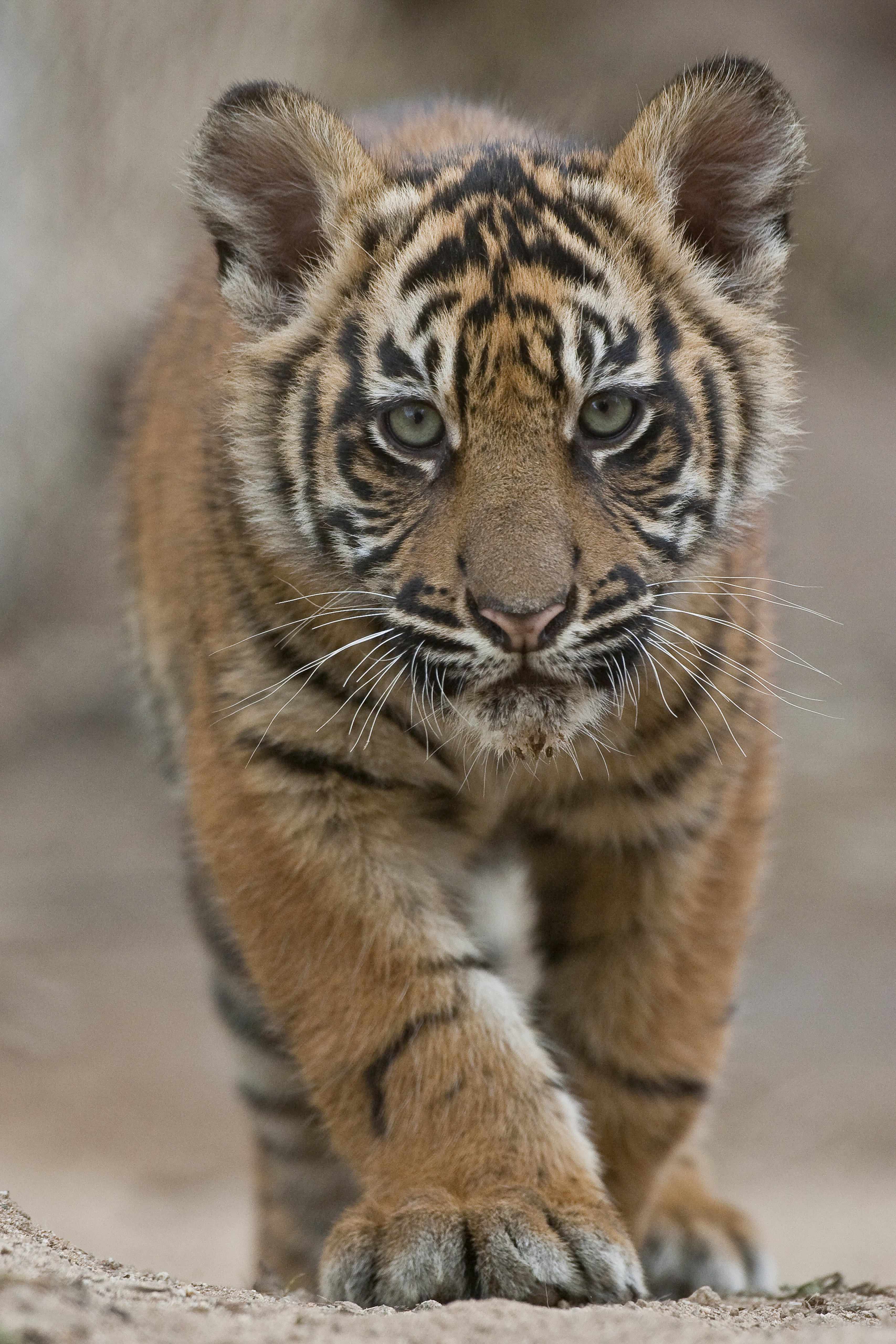 Tiger cub photo