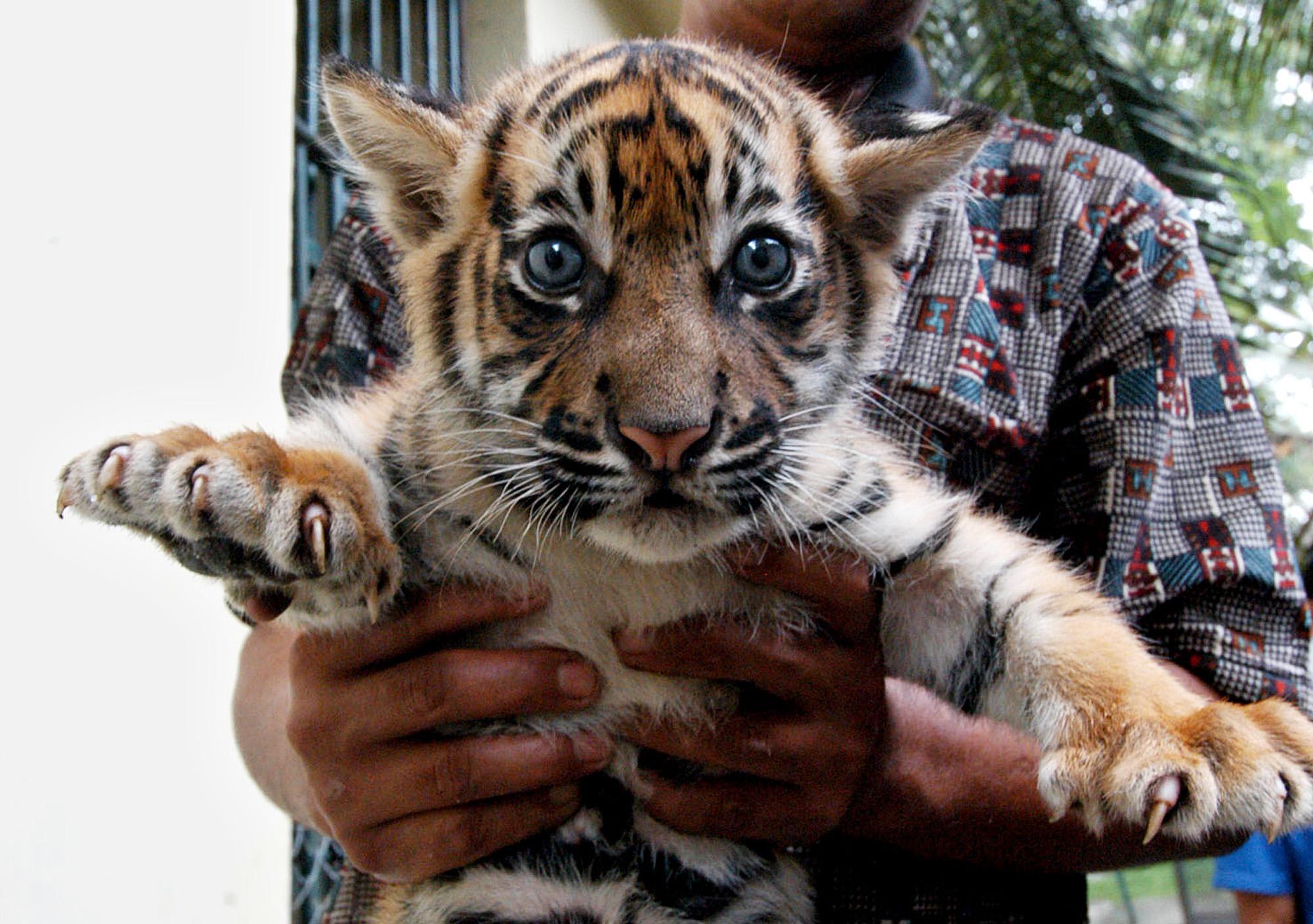 Mexico: Someone tried to mail a tiger cub | The Spokesman-Review
