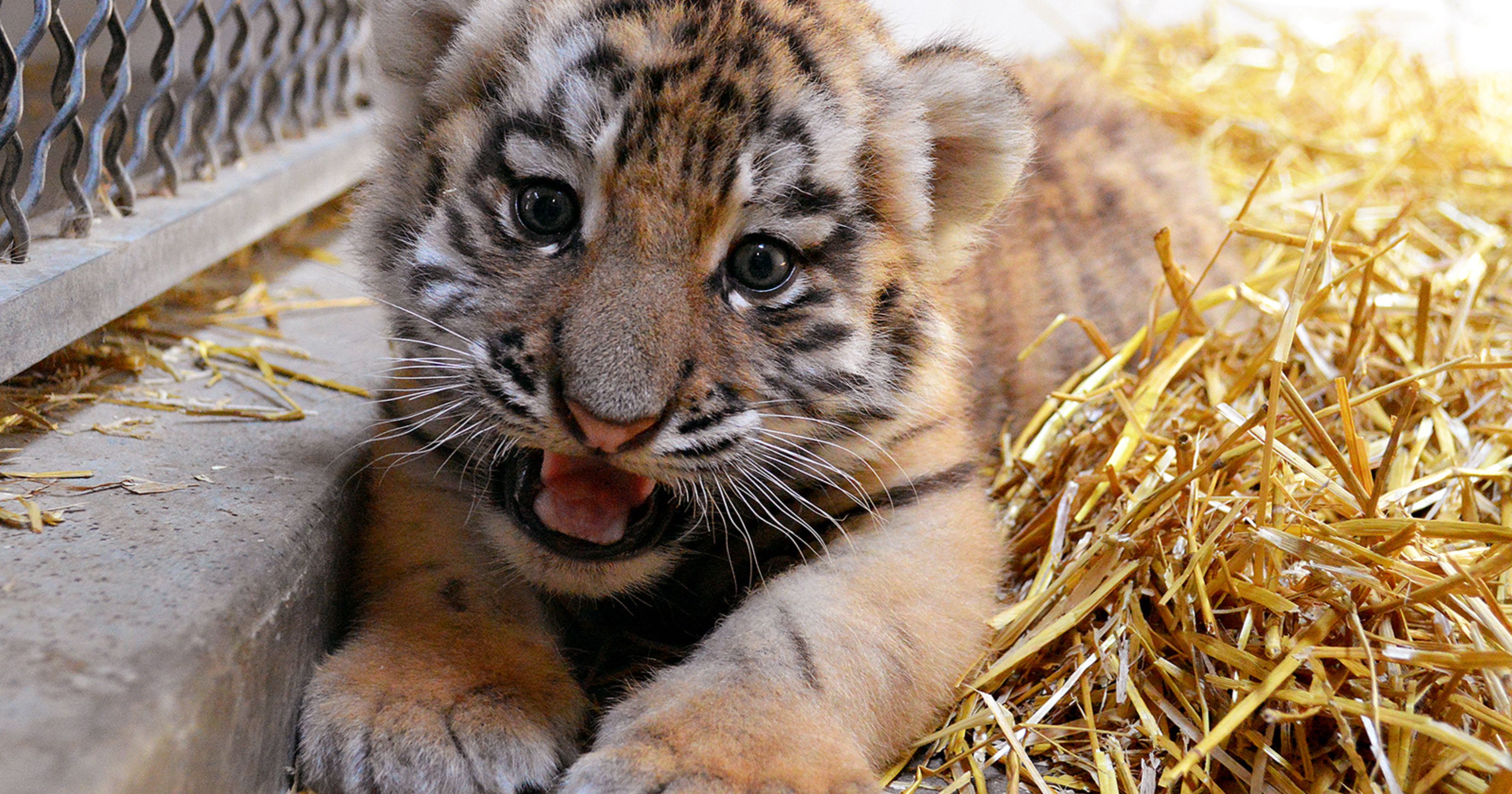 What's in a name? Zoo invites public to name tiger cub