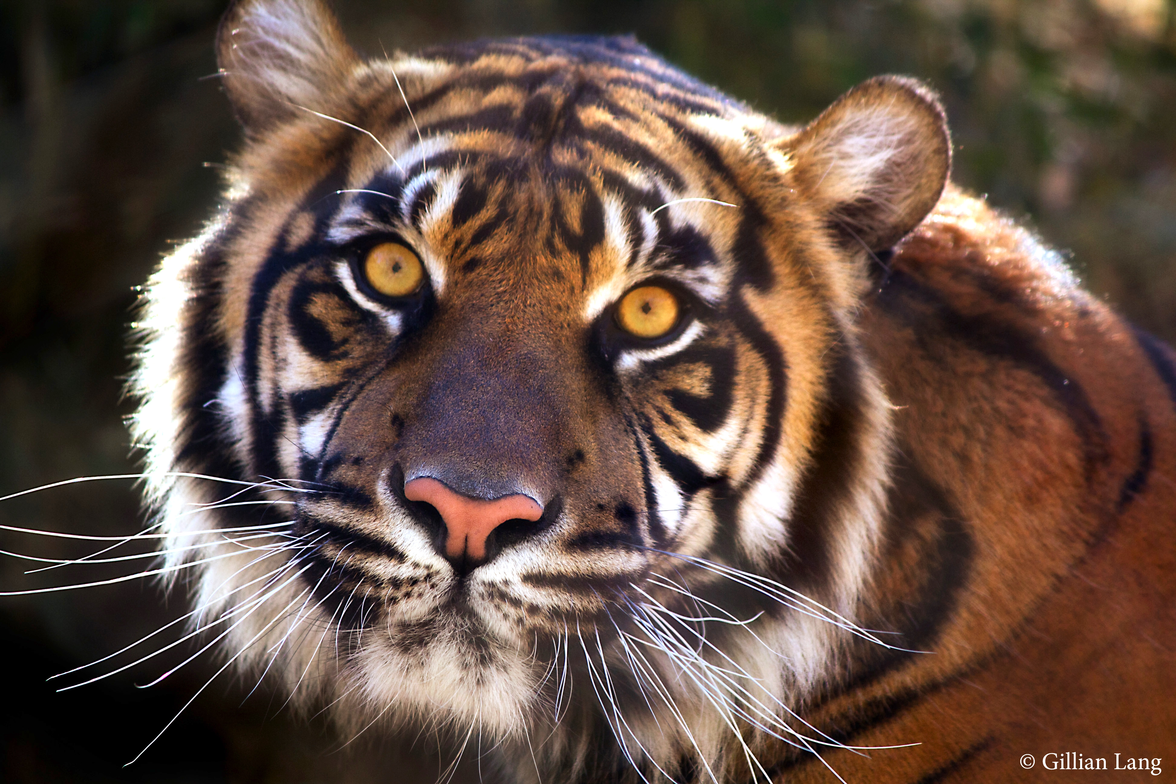 OKC Zoo receives rare Amur Tiger Cub from Philadelphia Zoo | The ...