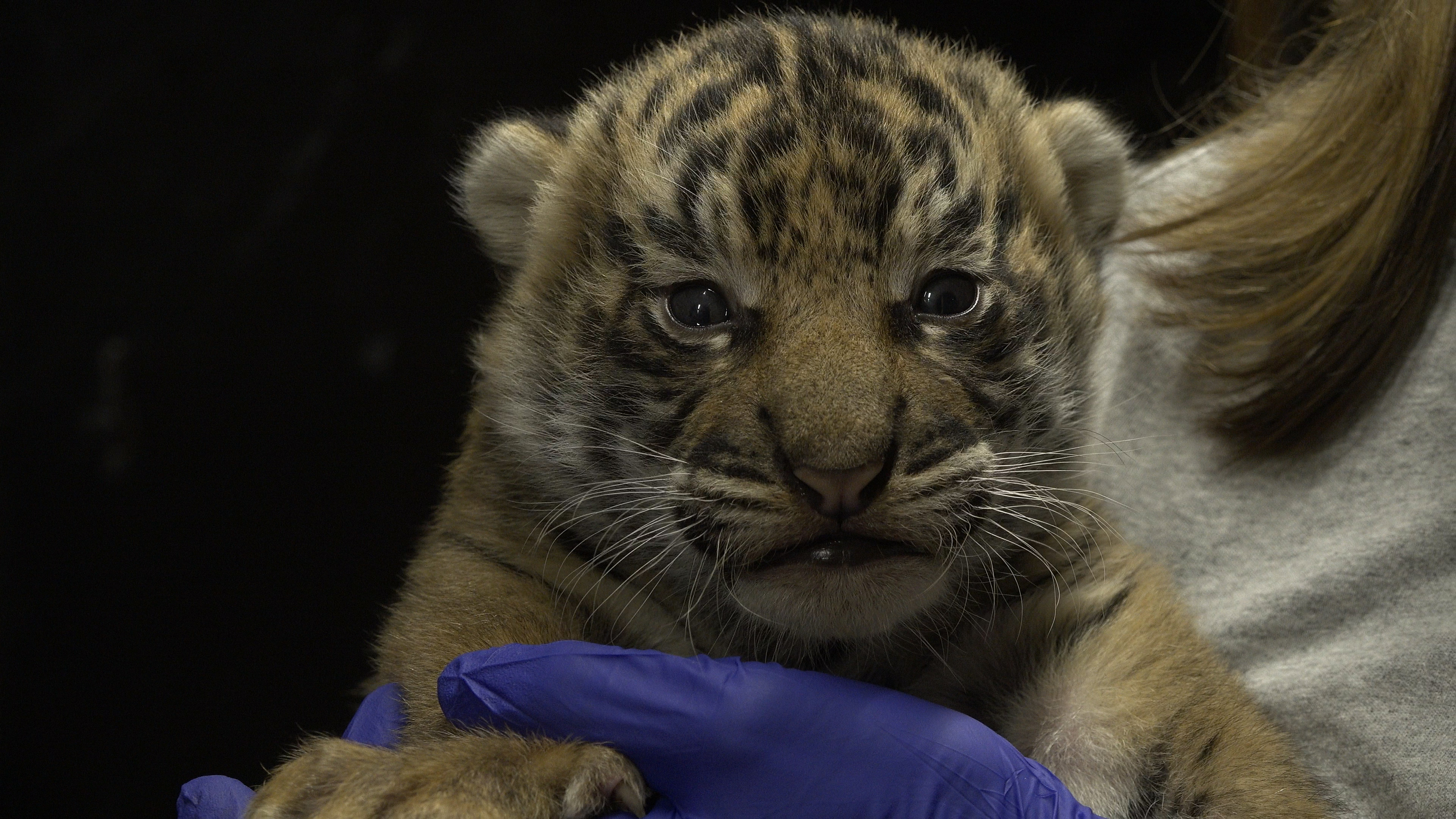 Smithsonian's National Zoo Sumatran Tiger Cub Update | Smithsonian's ...
