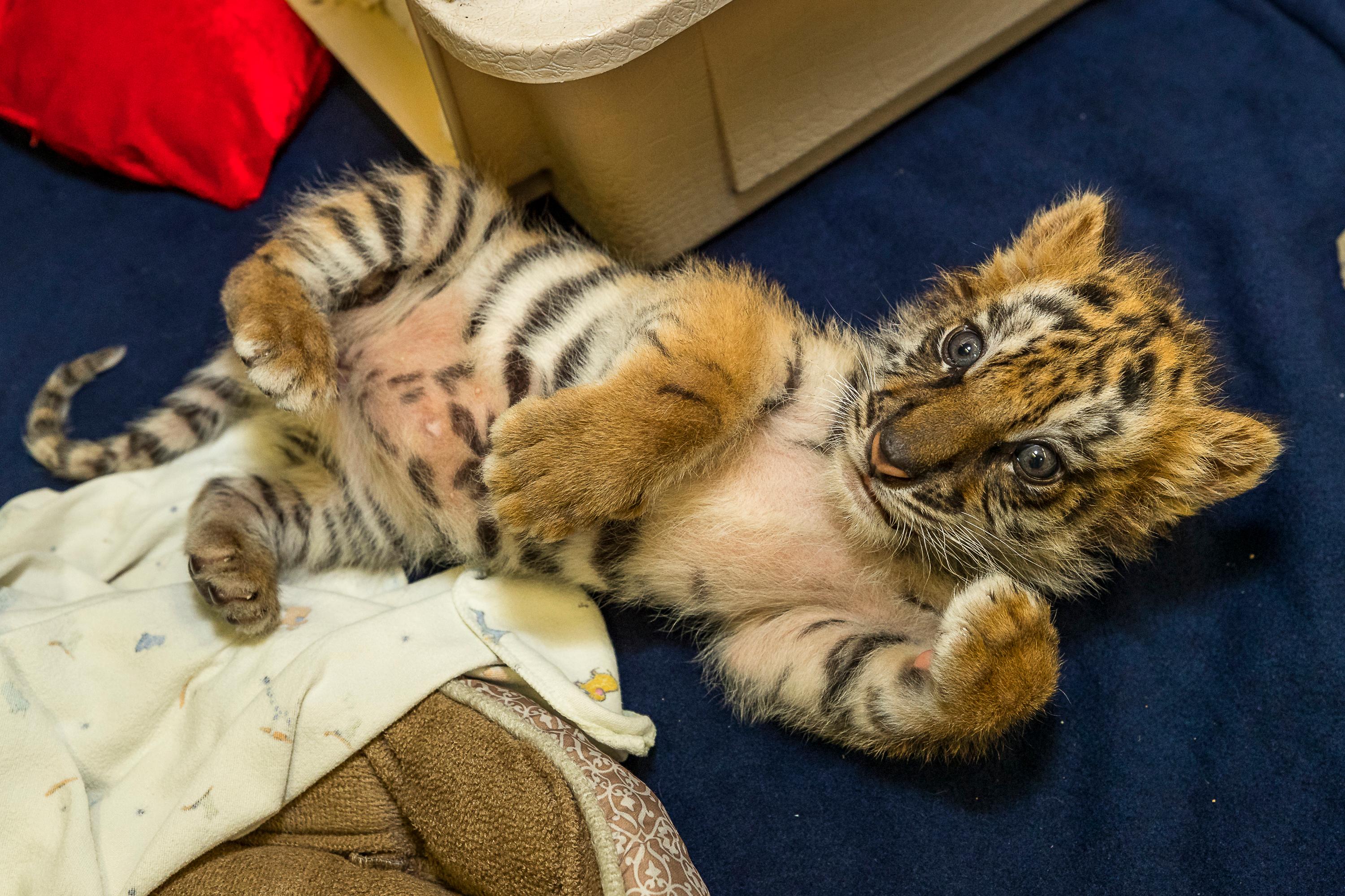 Zoo takes custody of tiger cub seized at border crossing | WJAC