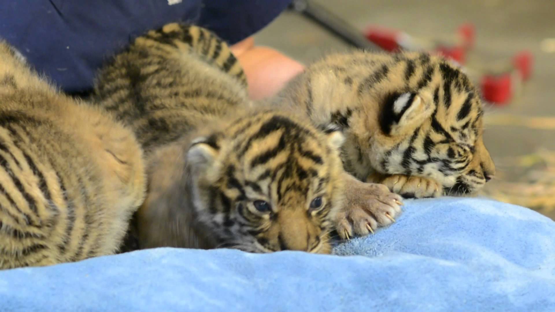 2-week-old Sumatran tiger cubs - YouTube