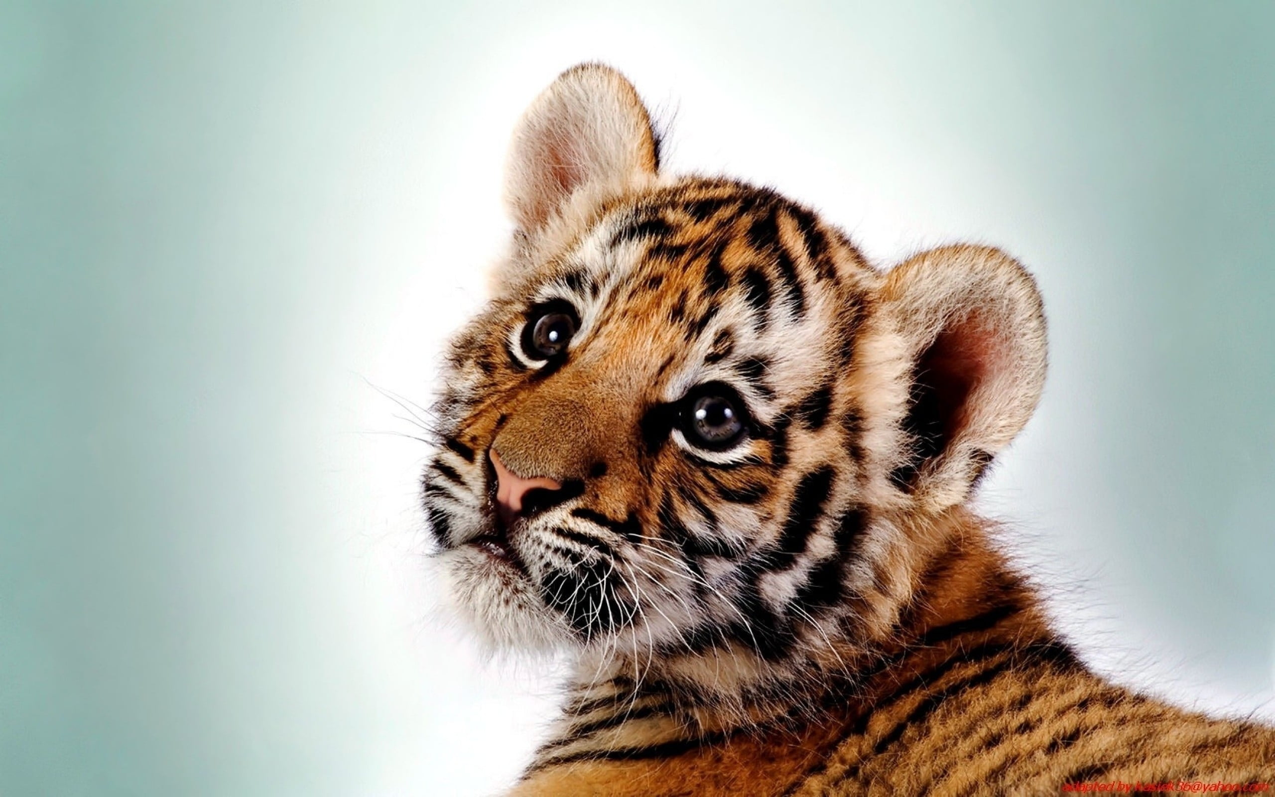 Tiger cub HD wallpaper | Wallpaper Flare