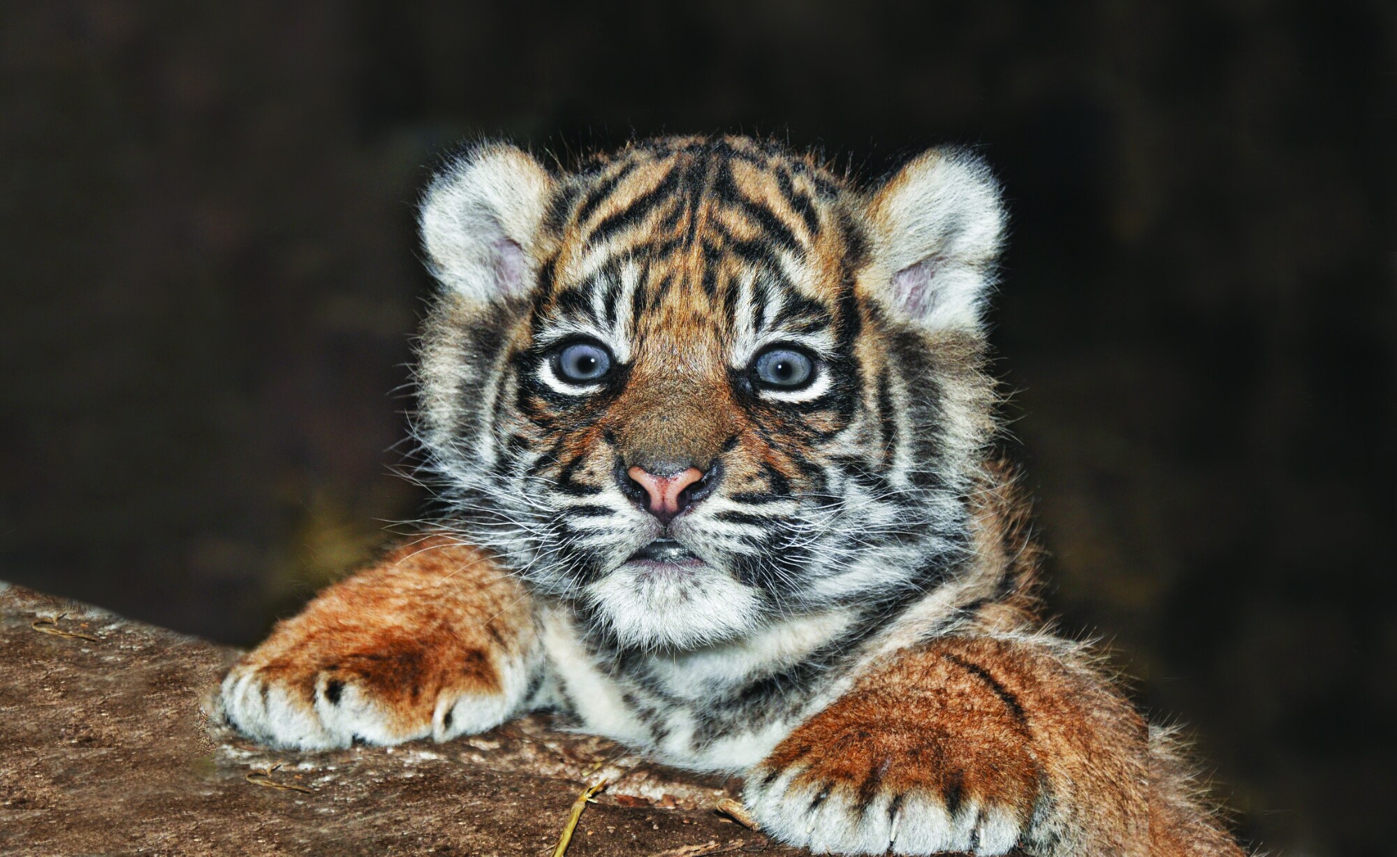 Rare Sumatran tiger cub born in North Yorkshire | Discover Animals