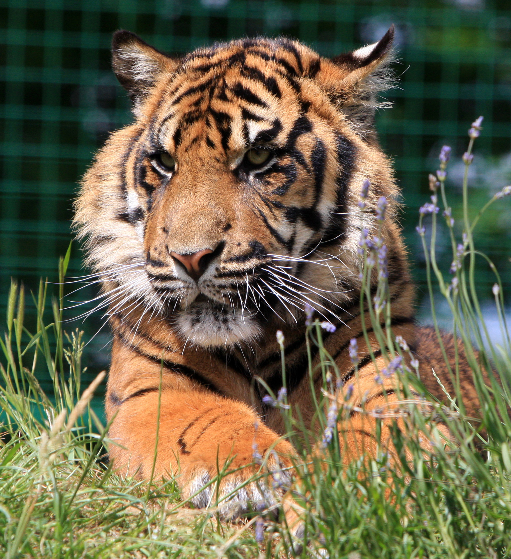 Tiger Cub Portrait Free Stock Photo - Public Domain Pictures