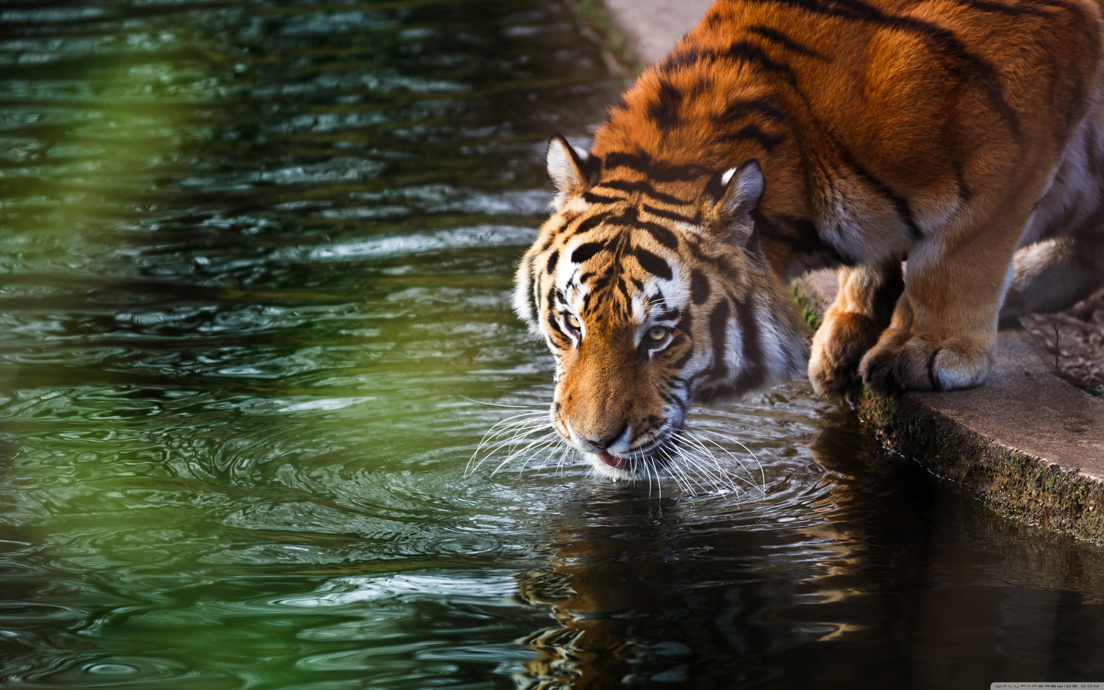Tiger Drinking ❤ 4K HD Desktop Wallpaper for 4K Ultra HD TV