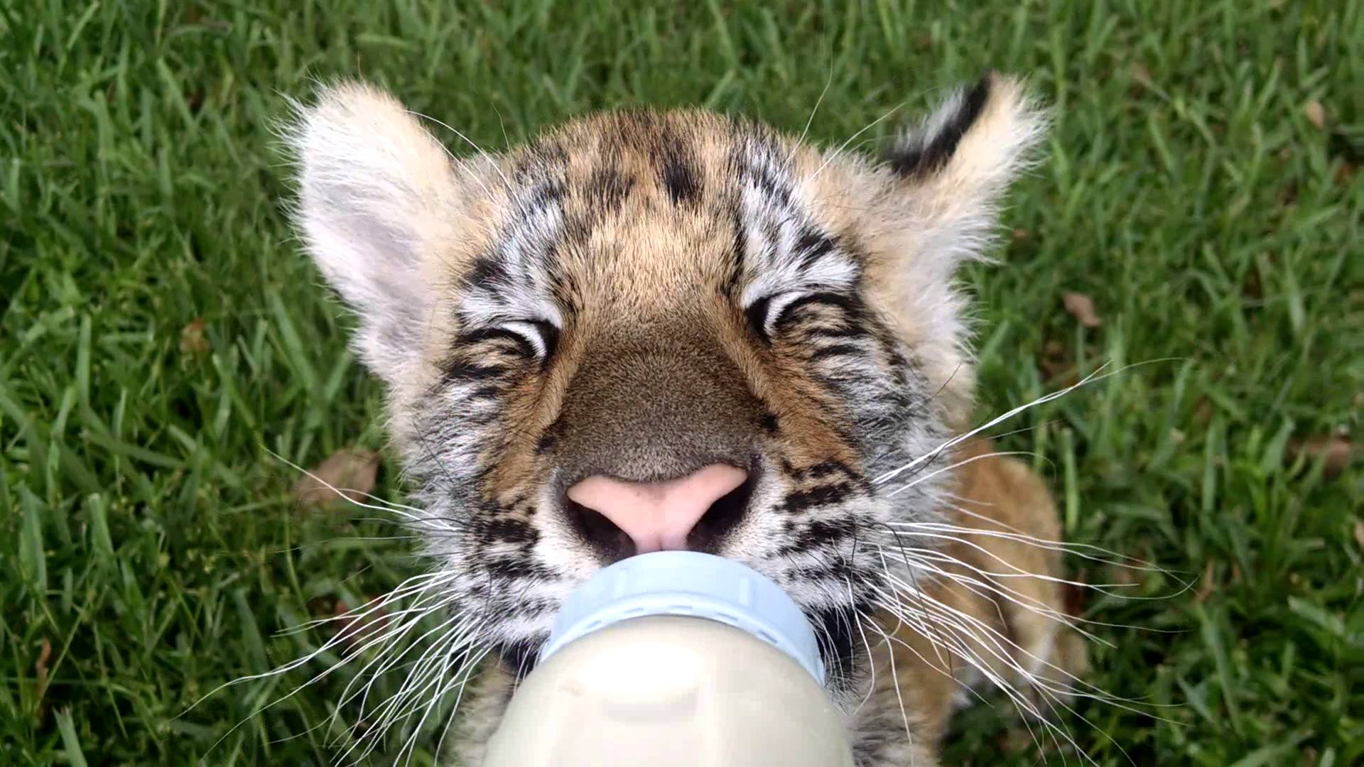 Cutest Tiger Cub Drinking Milk - YouTube