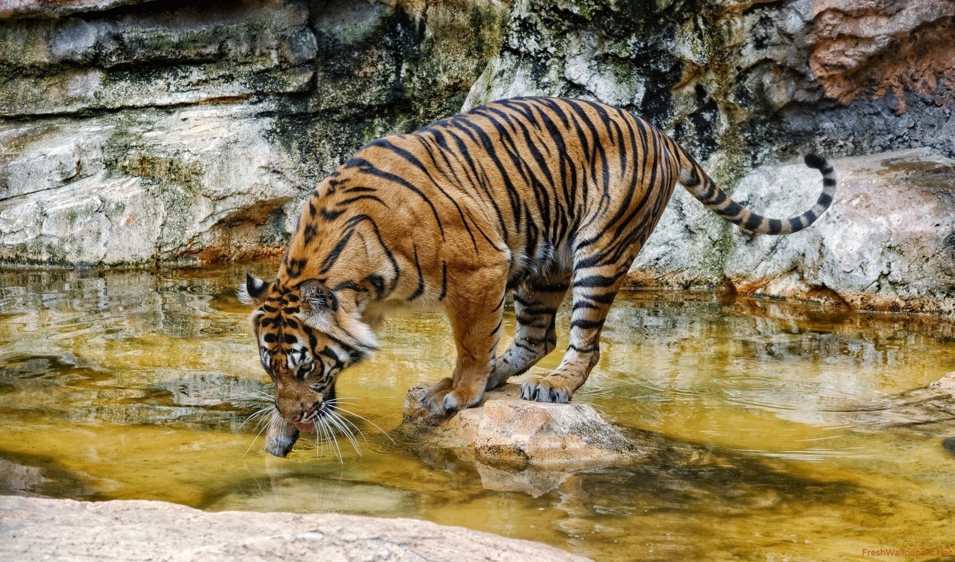 Tiger drinking water wallpapers | Freshwallpapers