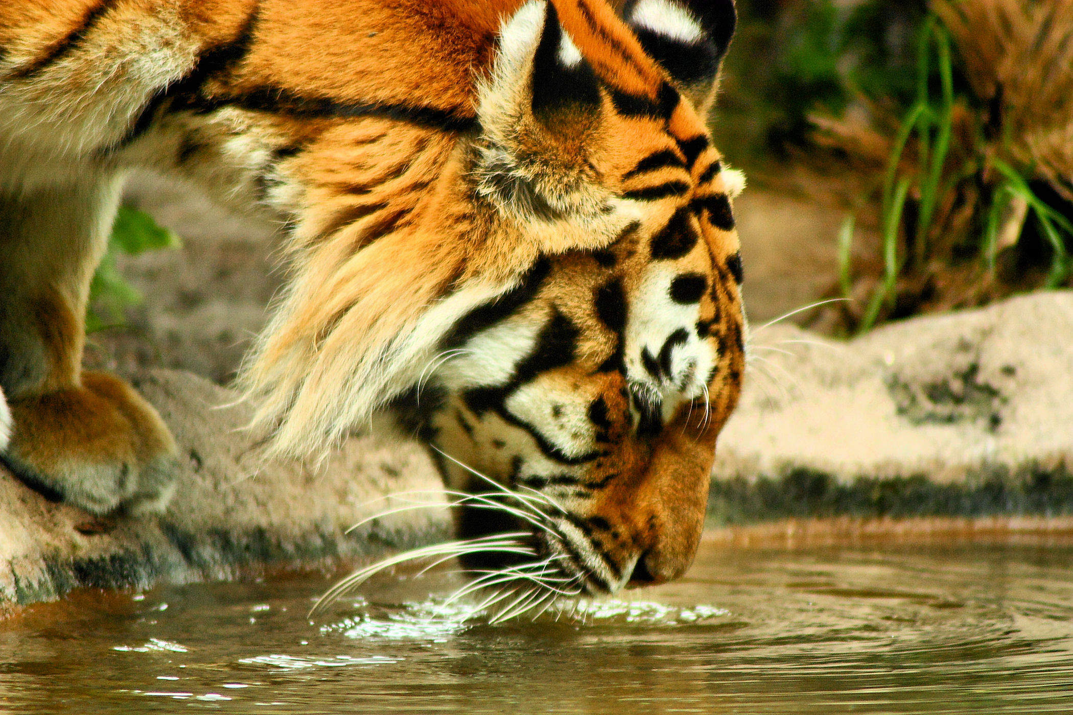 Tiger drinking water photo