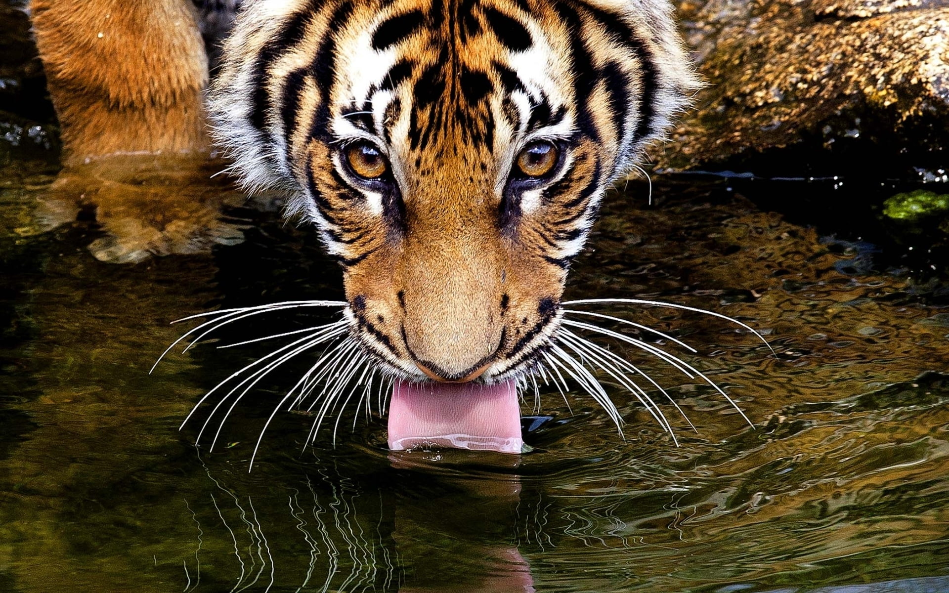Tiger drinking water photography HD wallpaper | Wallpaper Flare