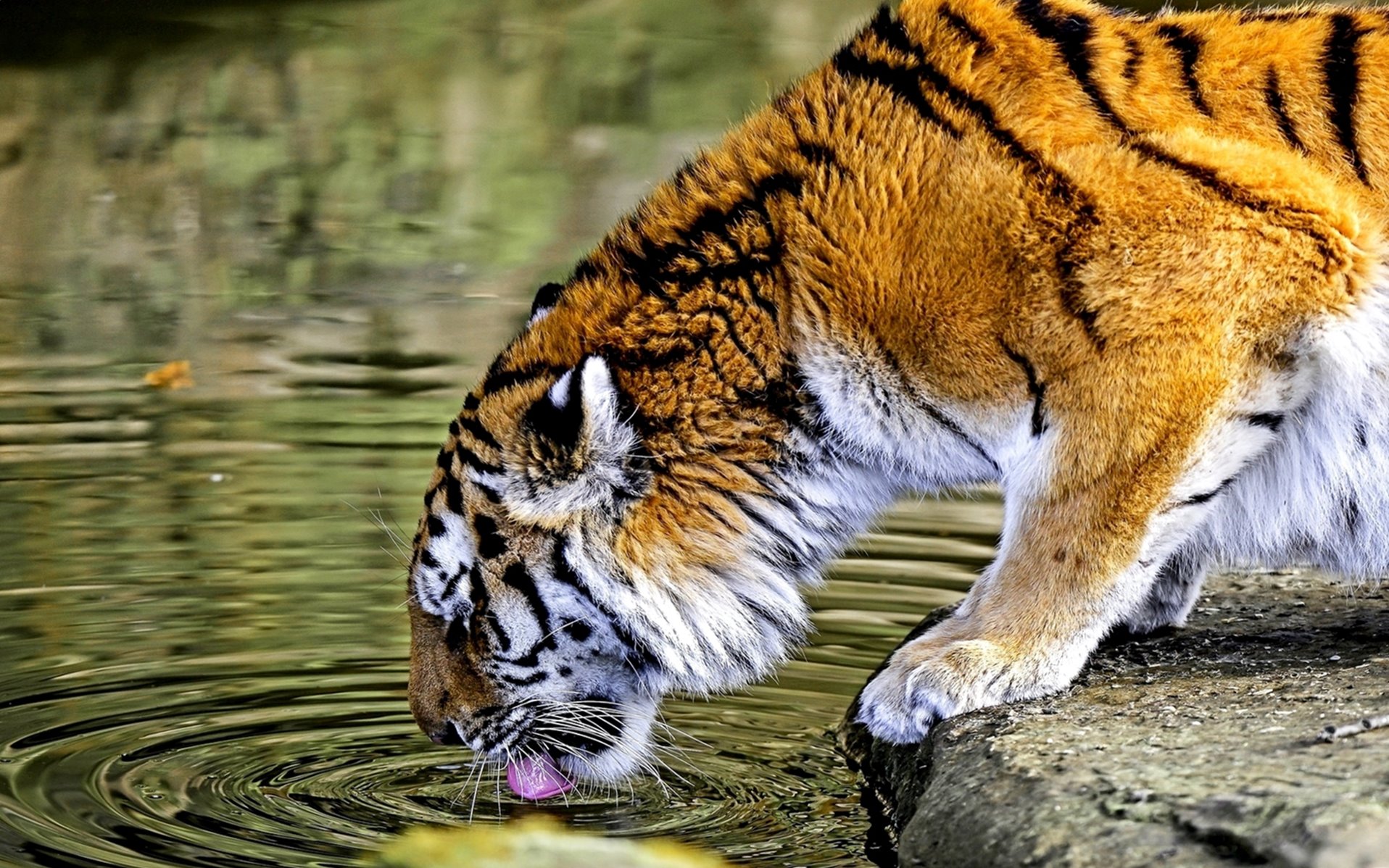 Free photo: Tiger Drinking Water - Animal, Bengal, Drinking - Free