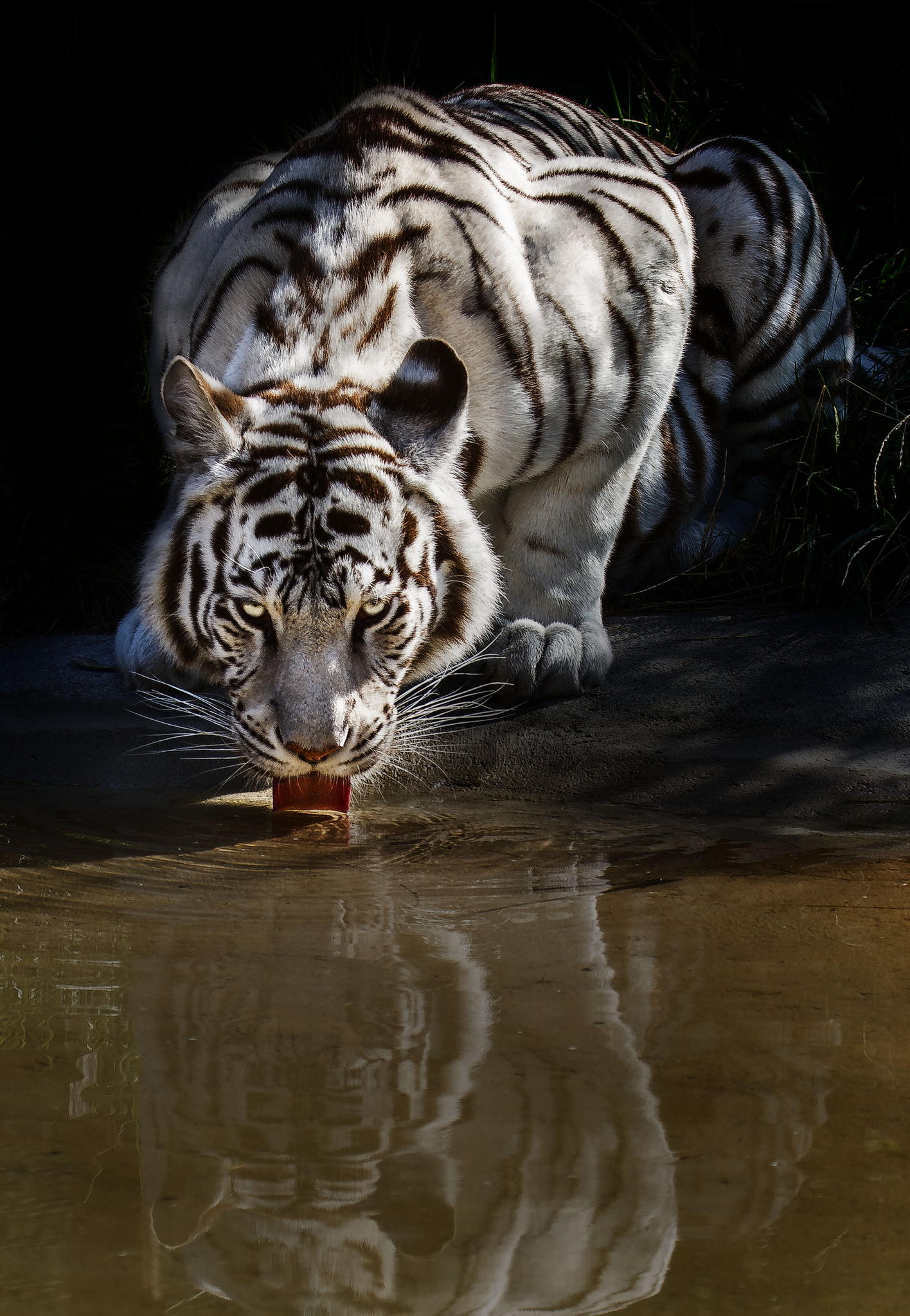 PsBattle: A white tiger drinking water : photoshopbattles