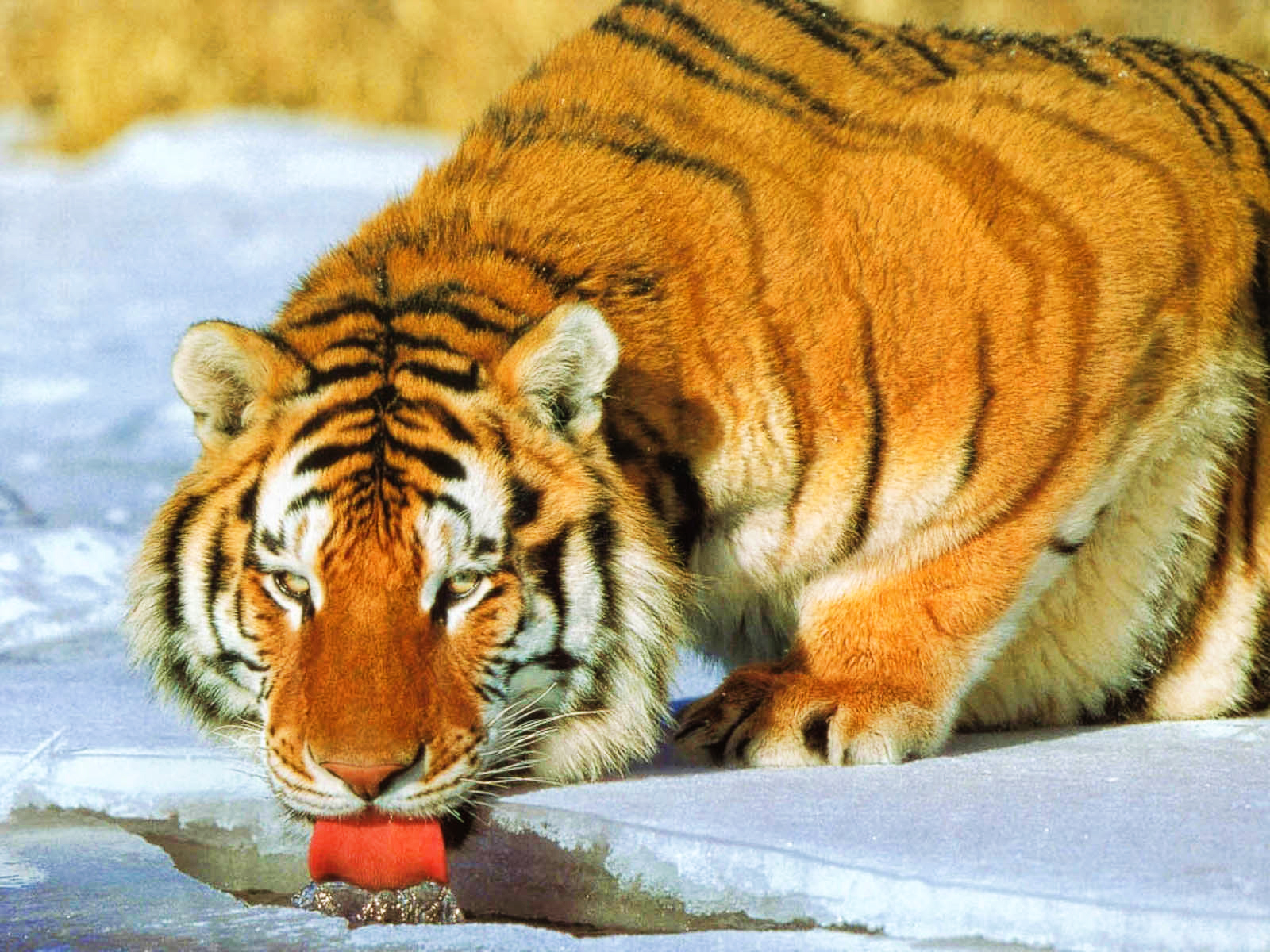 Tiger Drink Water wallpaper | animals | Wallpaper Better