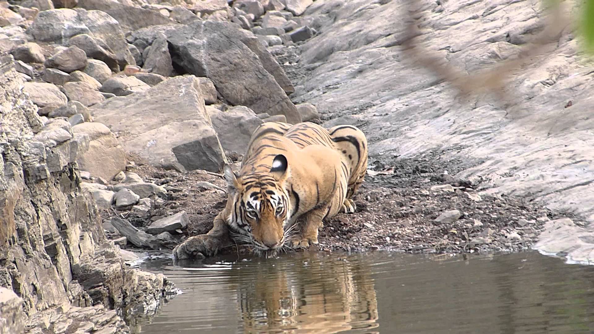 tiger drinking water - YouTube