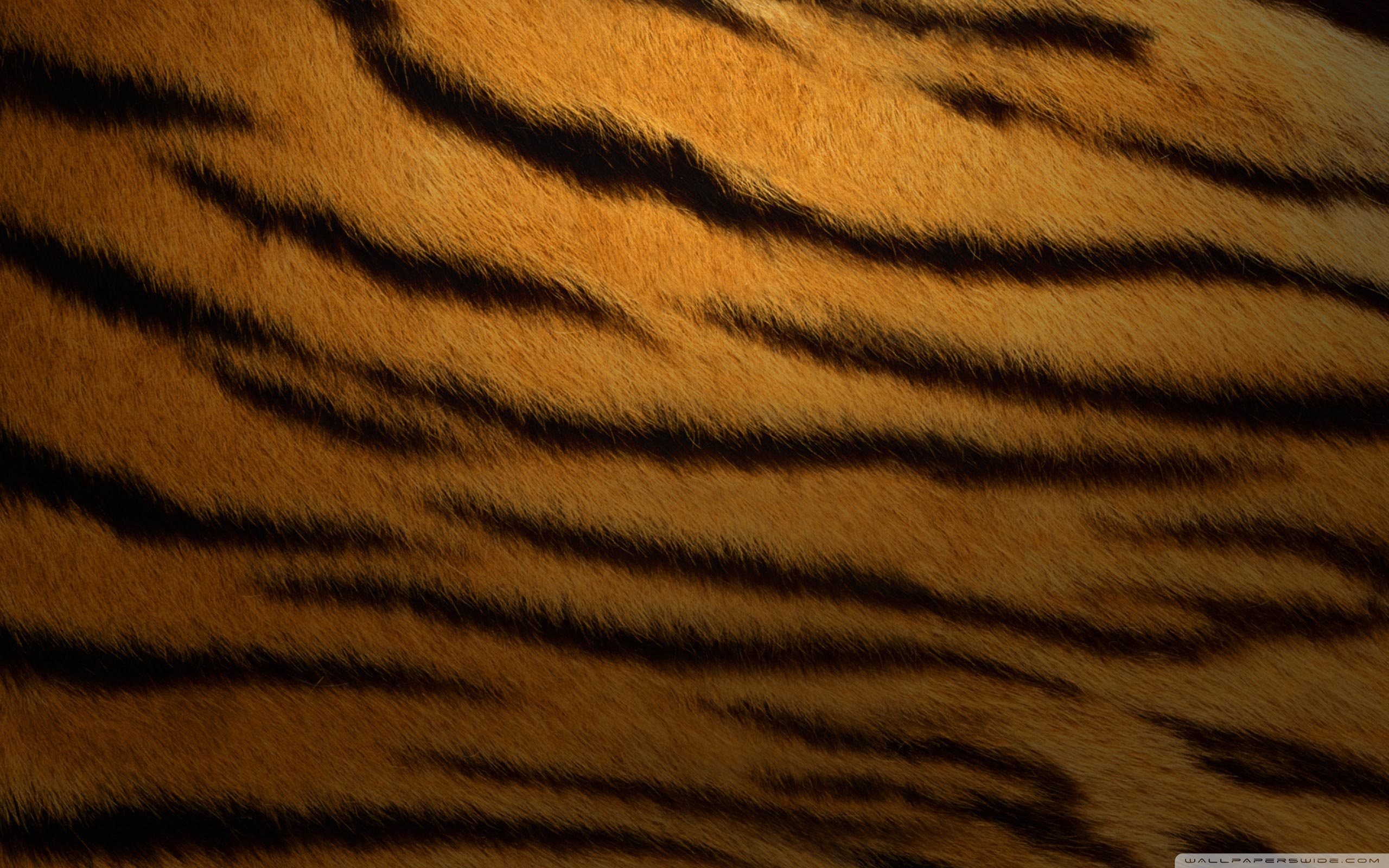 Tiger Fur Background ❤ 4K HD Desktop Wallpaper for 4K Ultra HD TV ...