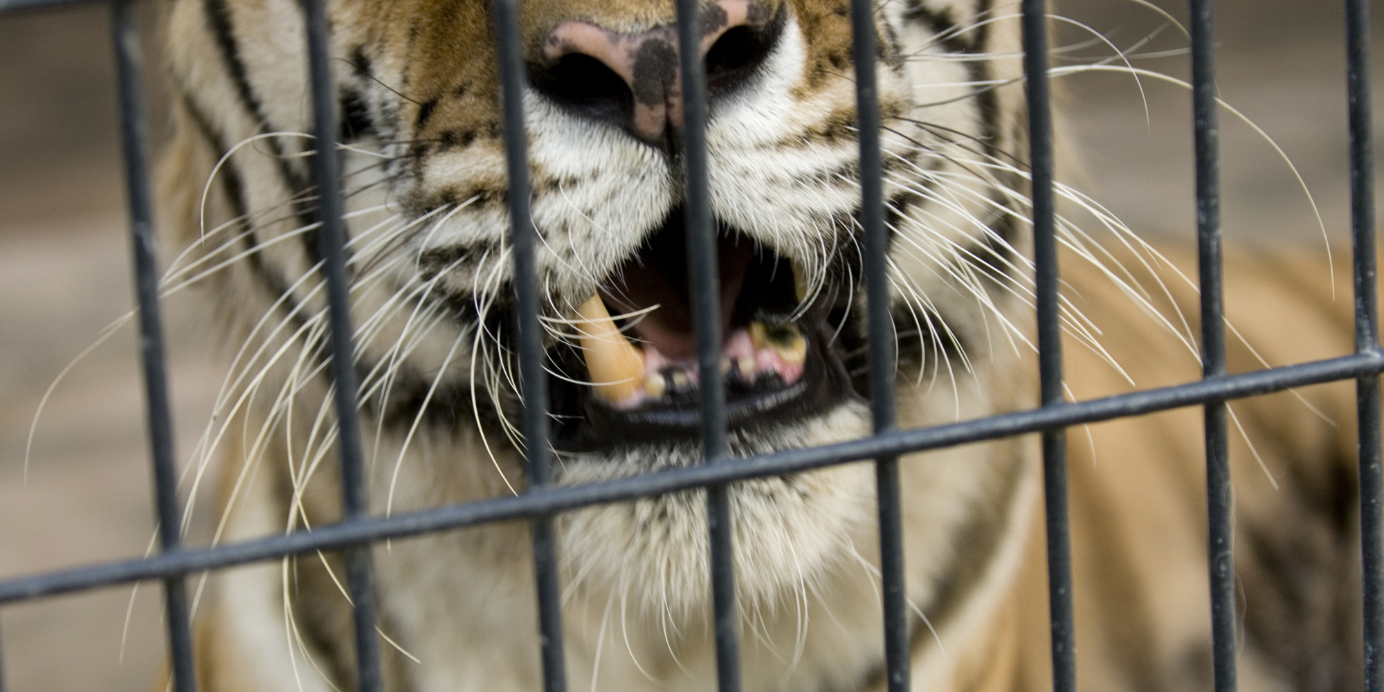 Tiger Attack At Oklahoma Zoo Leaves Worker Injured After She Sticks ...