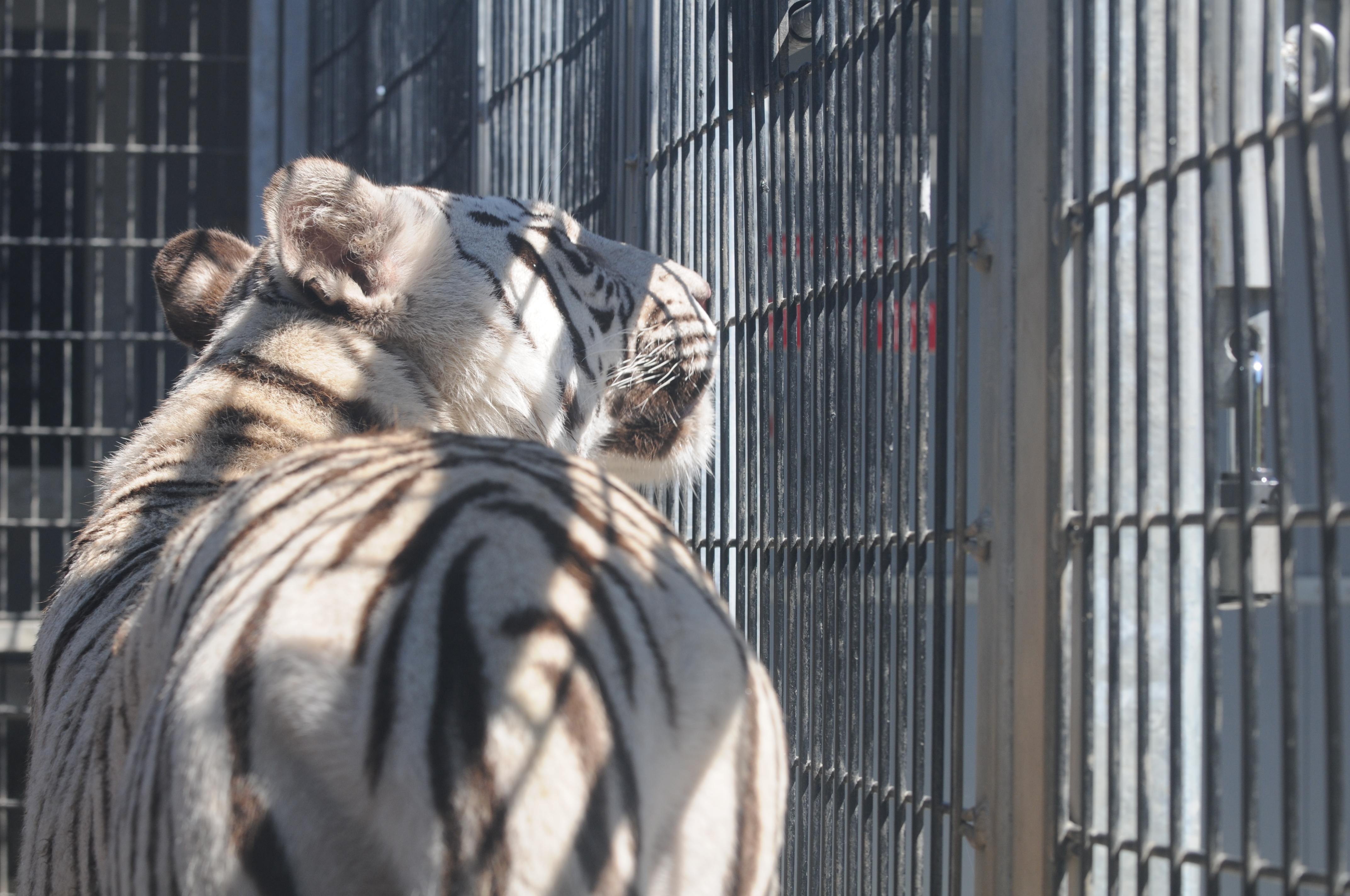 File:Royal White Bengal Tiger in cage at Cougar Mountain Zoological ...