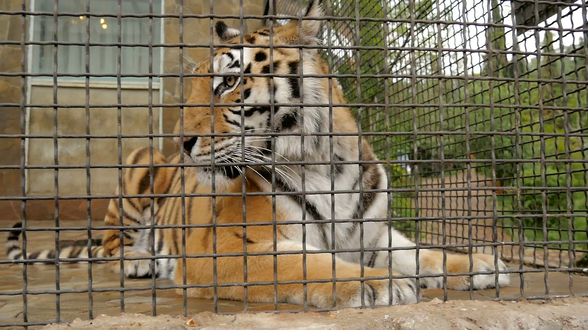 Tiger in the zoo cage Stock Video Footage - VideoBlocks