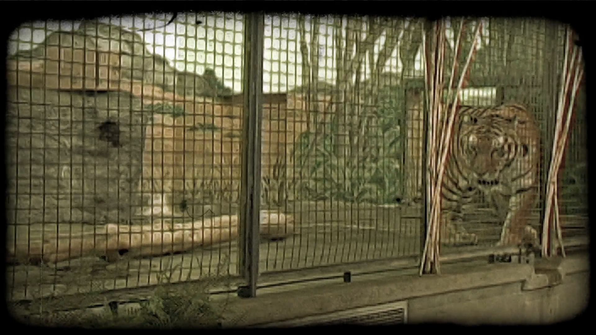 Tiger paces in cage. Vintage stylized video clip. Stock Video ...