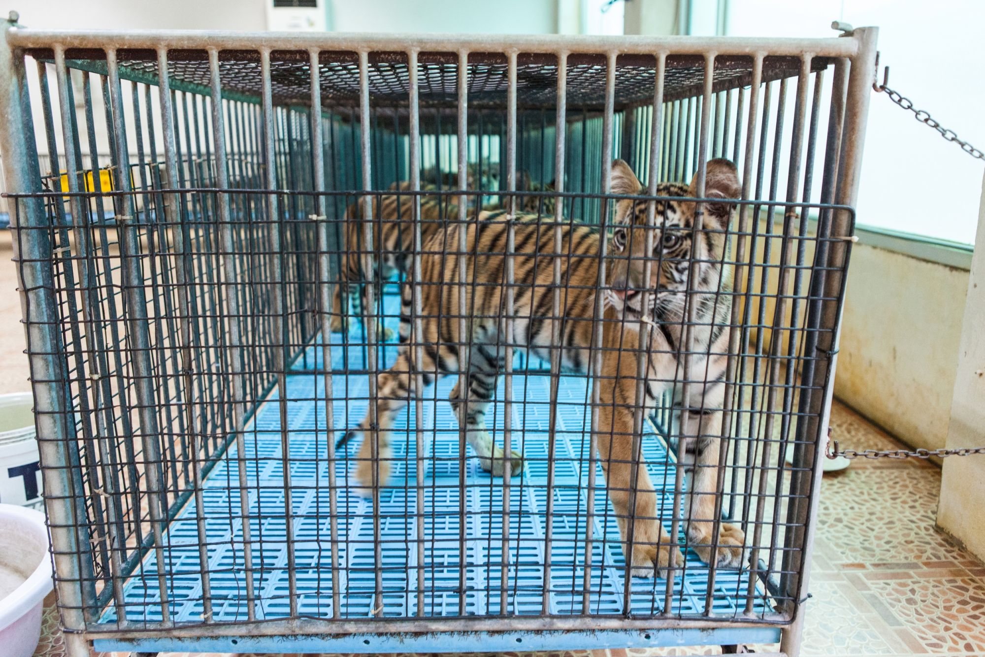 Fear for tigers, as company behind cruel Tiger Temple plans to open ...