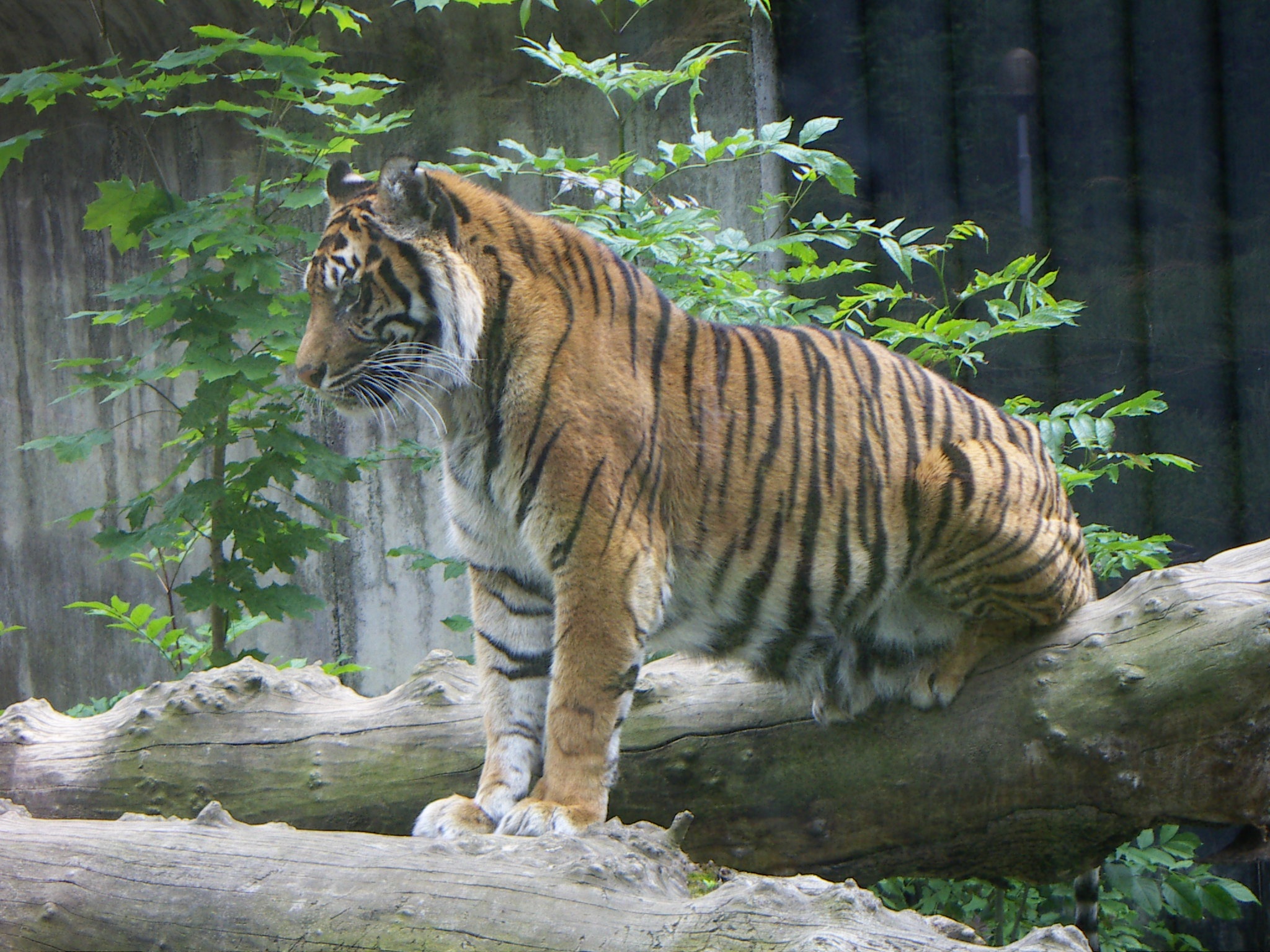 Tiger in the zoo photo