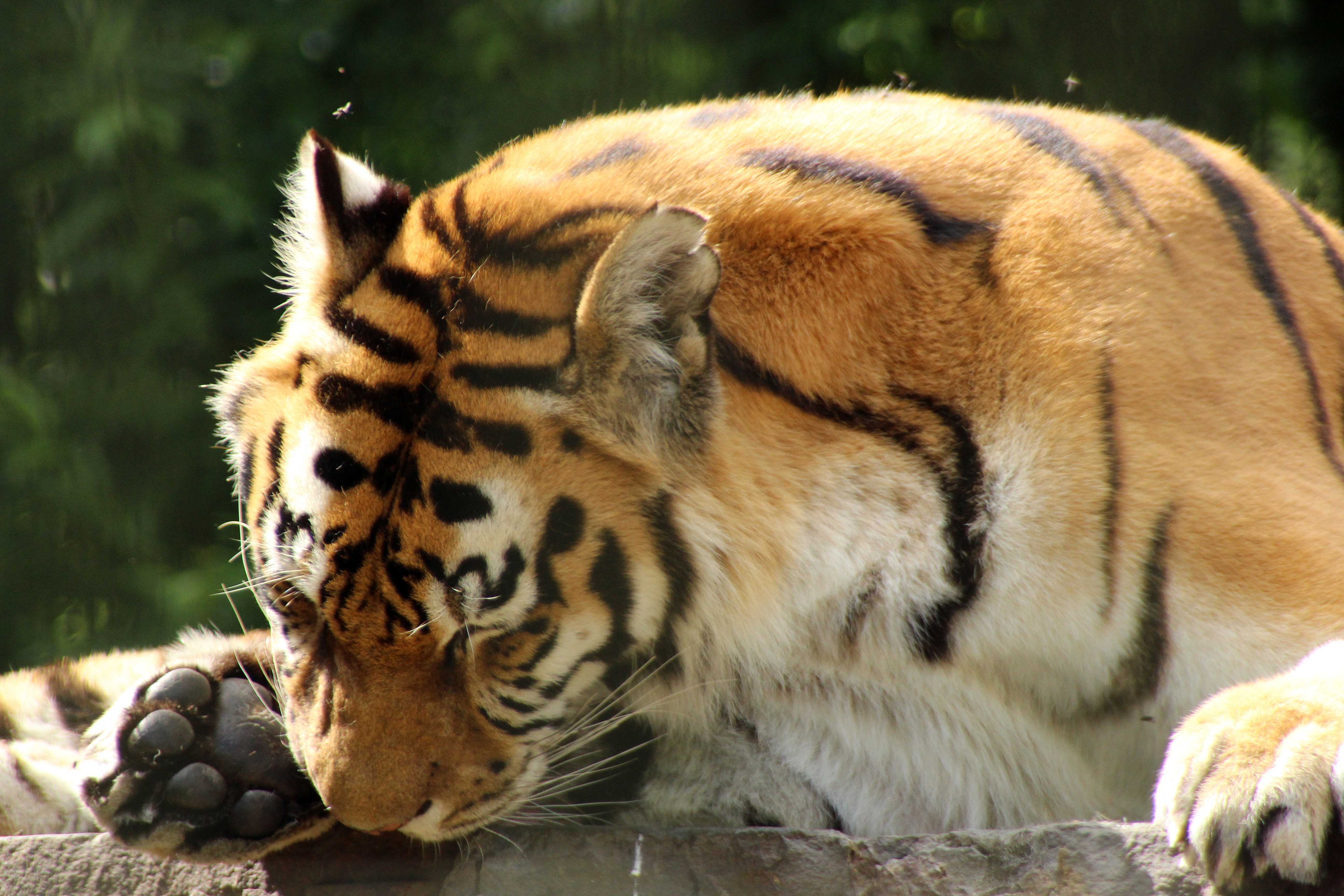Tiger in the zoo photo
