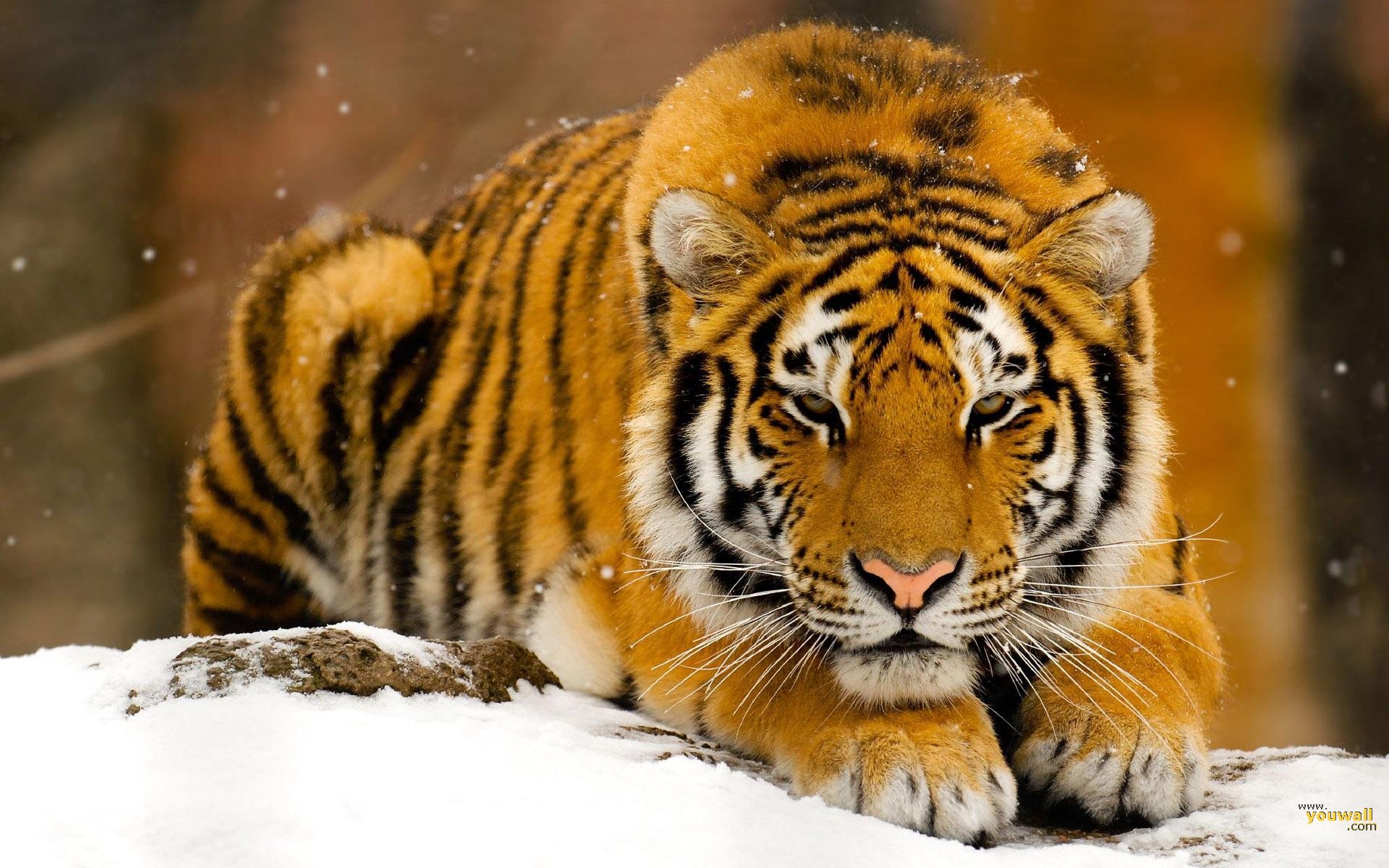 Tiger In Winter #6907200