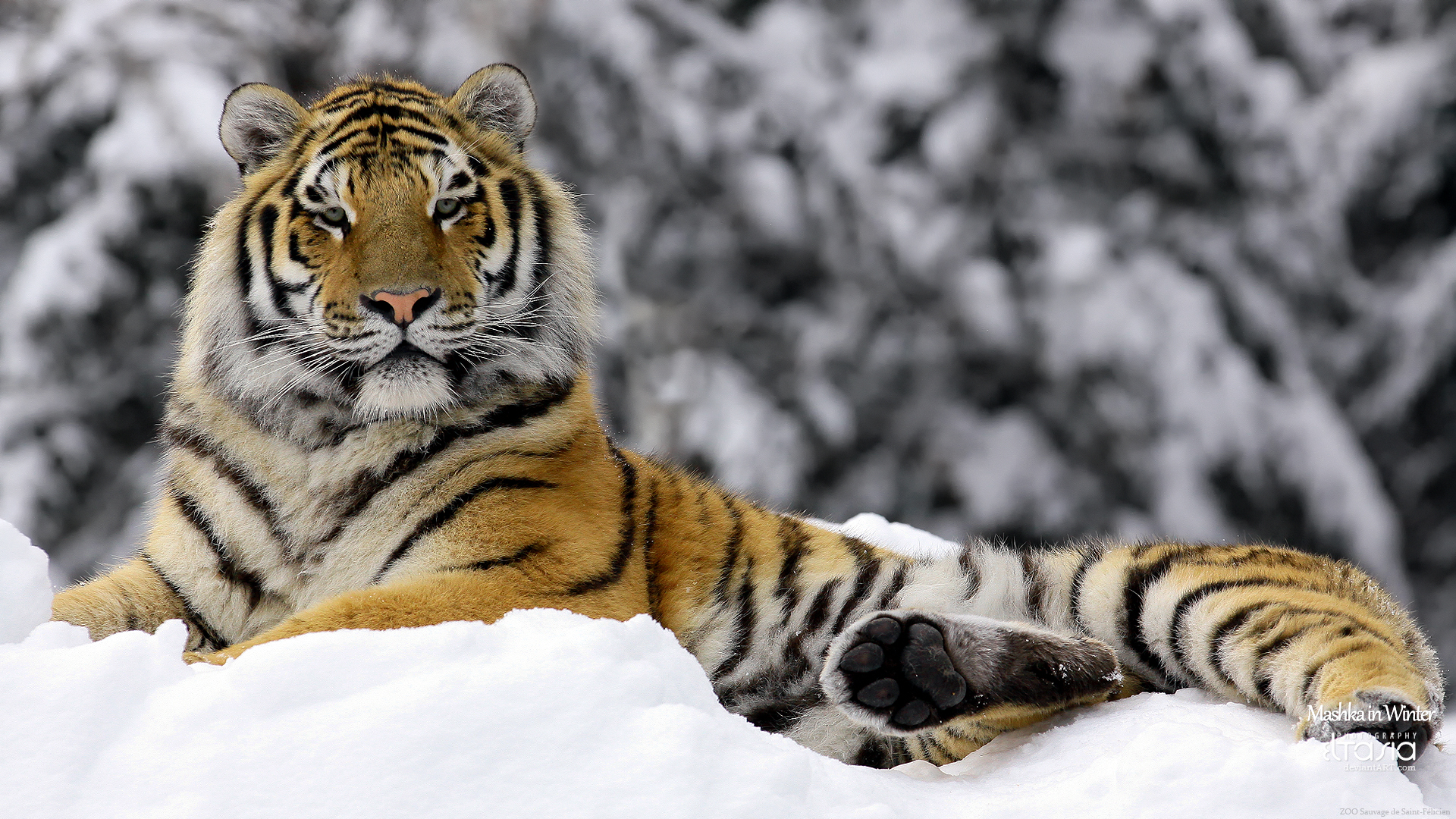 Tiger in Winter Wallpapers | HD Wallpapers | ID #9395