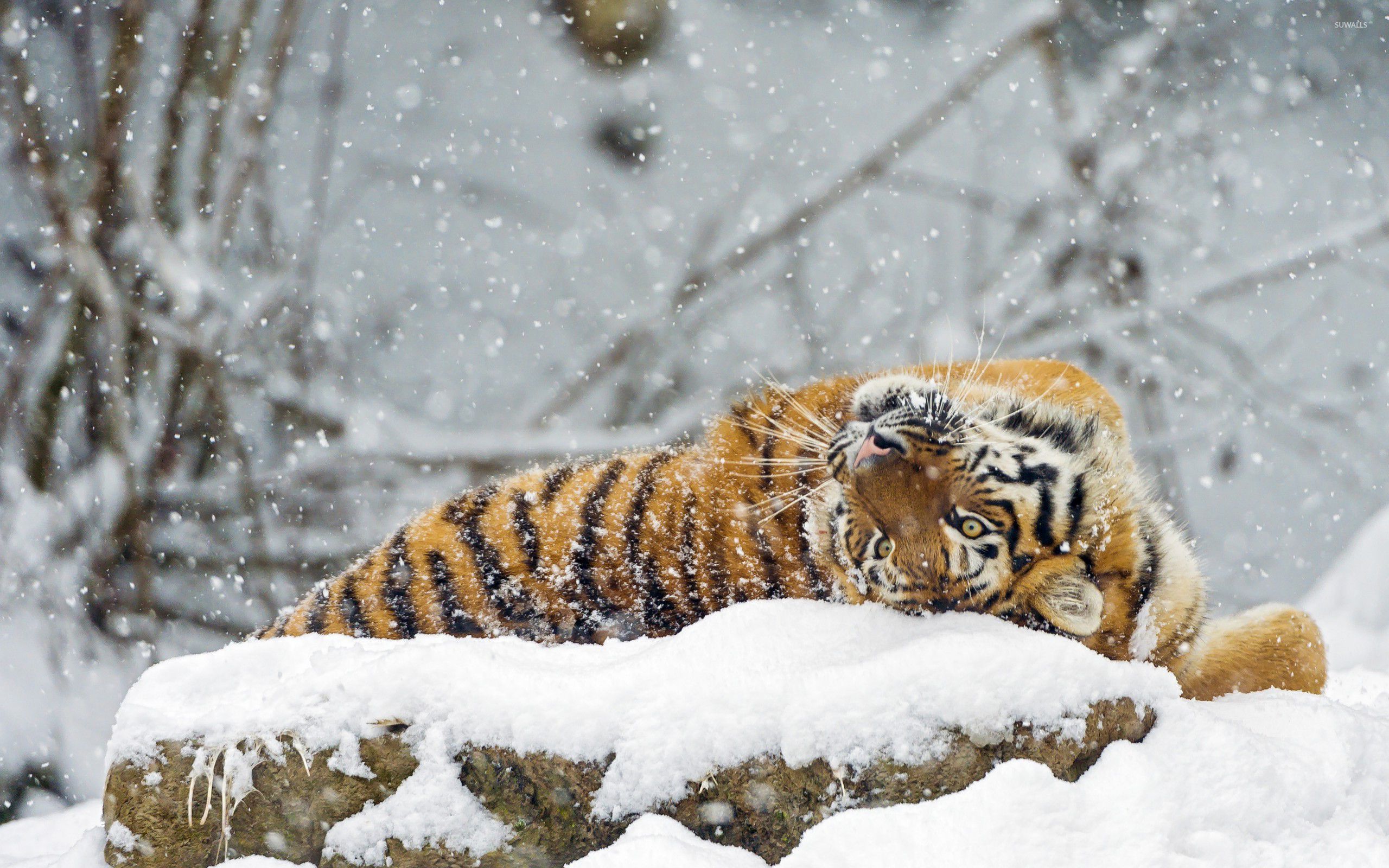 Animals & Birds Tiger in Winter wallpapers (Desktop, Phone, Tablet ...