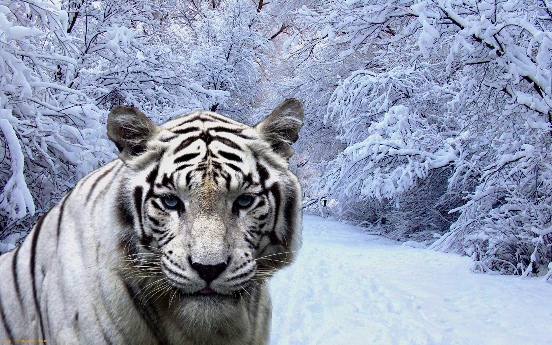 Winter Tiger Wallpaper