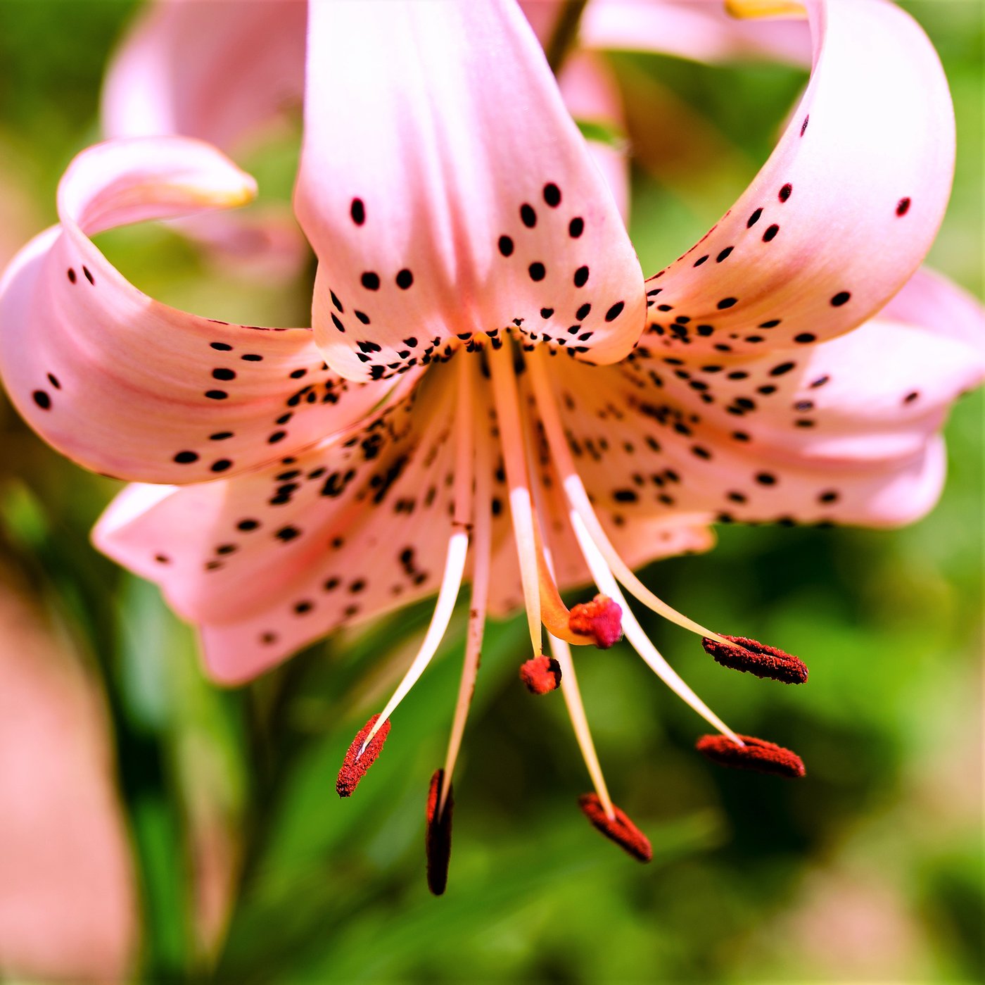 Tiger Lily Pink Flavour | Turks Cap Lily | Lilium Pink Flavour ...