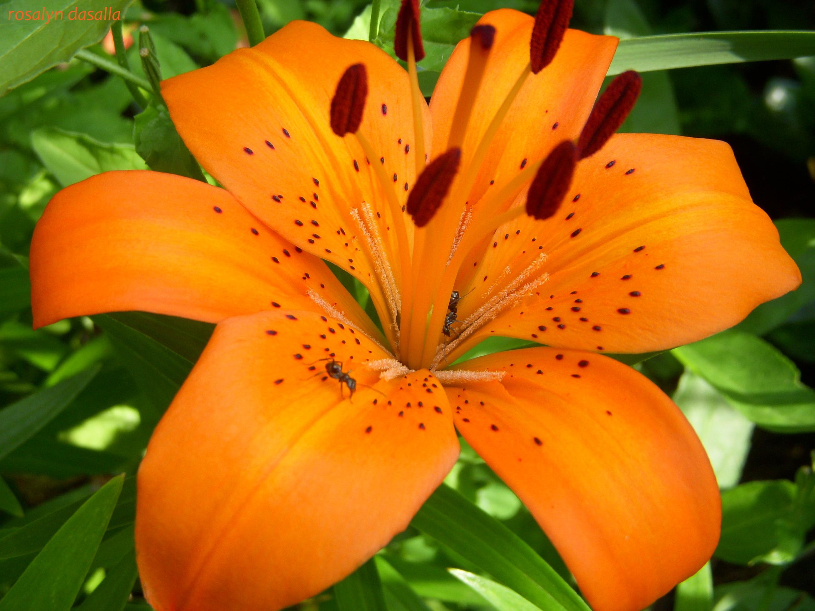 Tiger Lily.....my favorite...too bad lilies smell like funeral homes ...