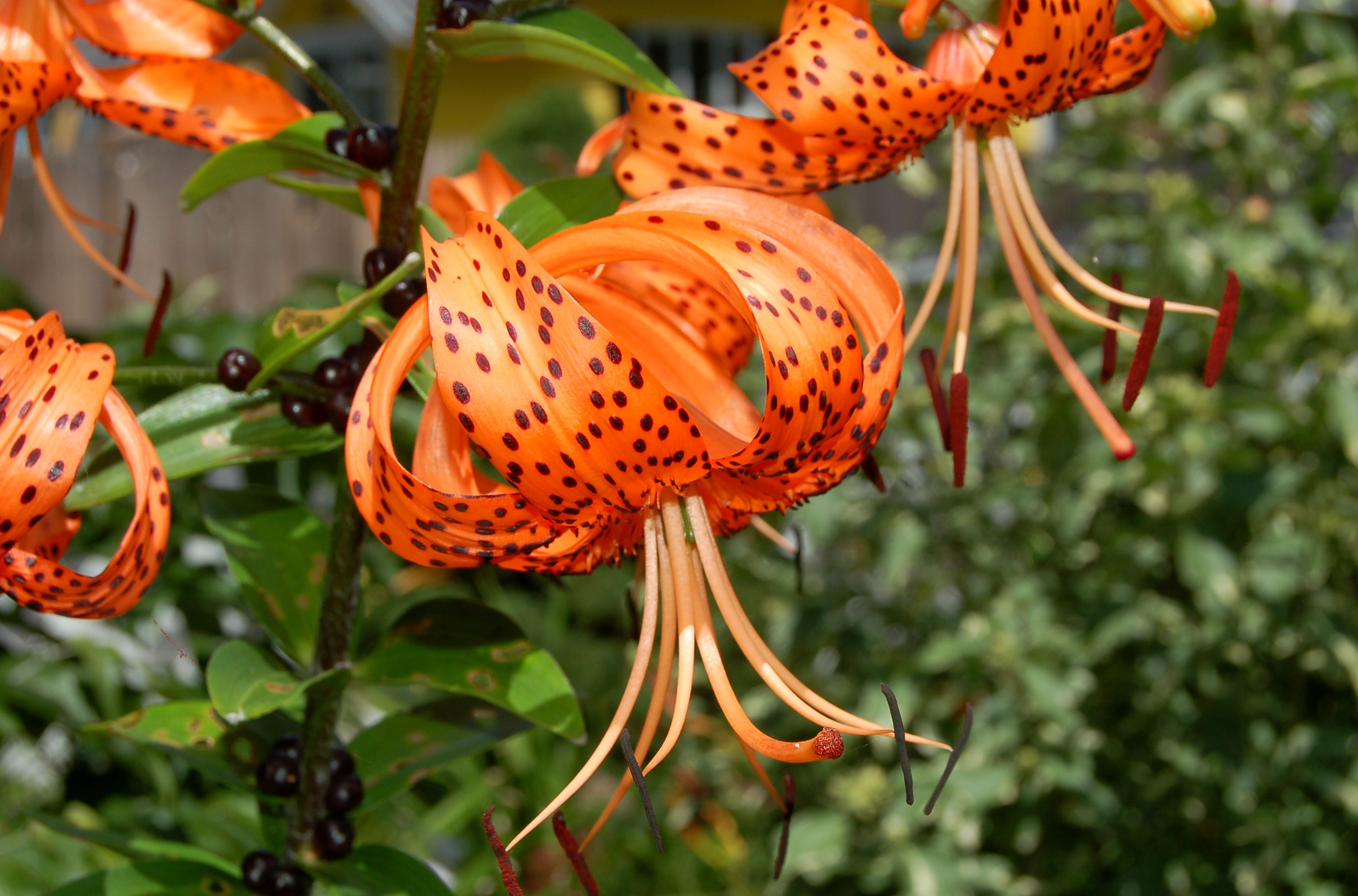 Tiger Lily Plants: Gorgeous, but Aggressive Spreaders
