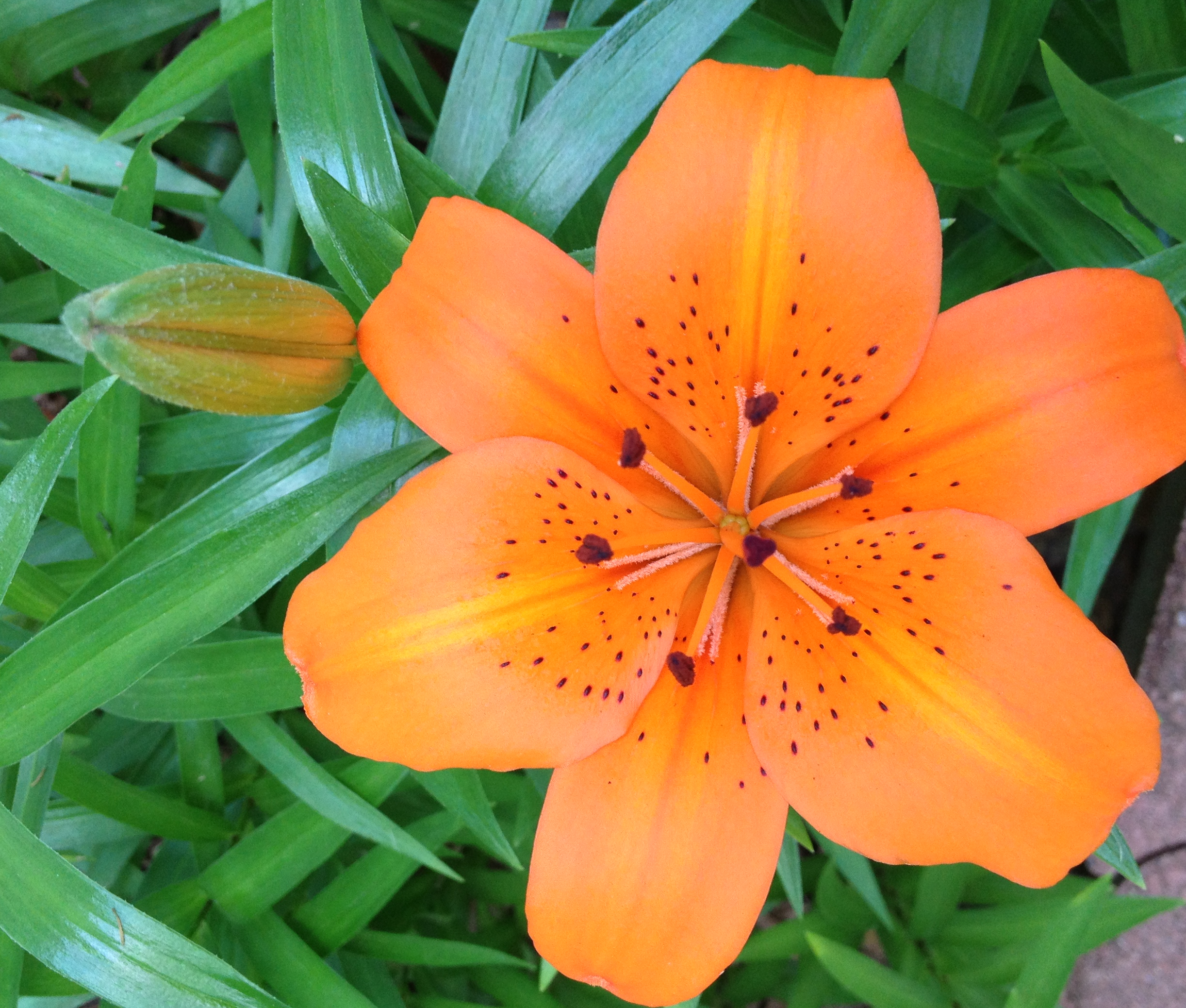 The Tiger Lilies are in Bloom Again | LJ Innes' Photo Blog