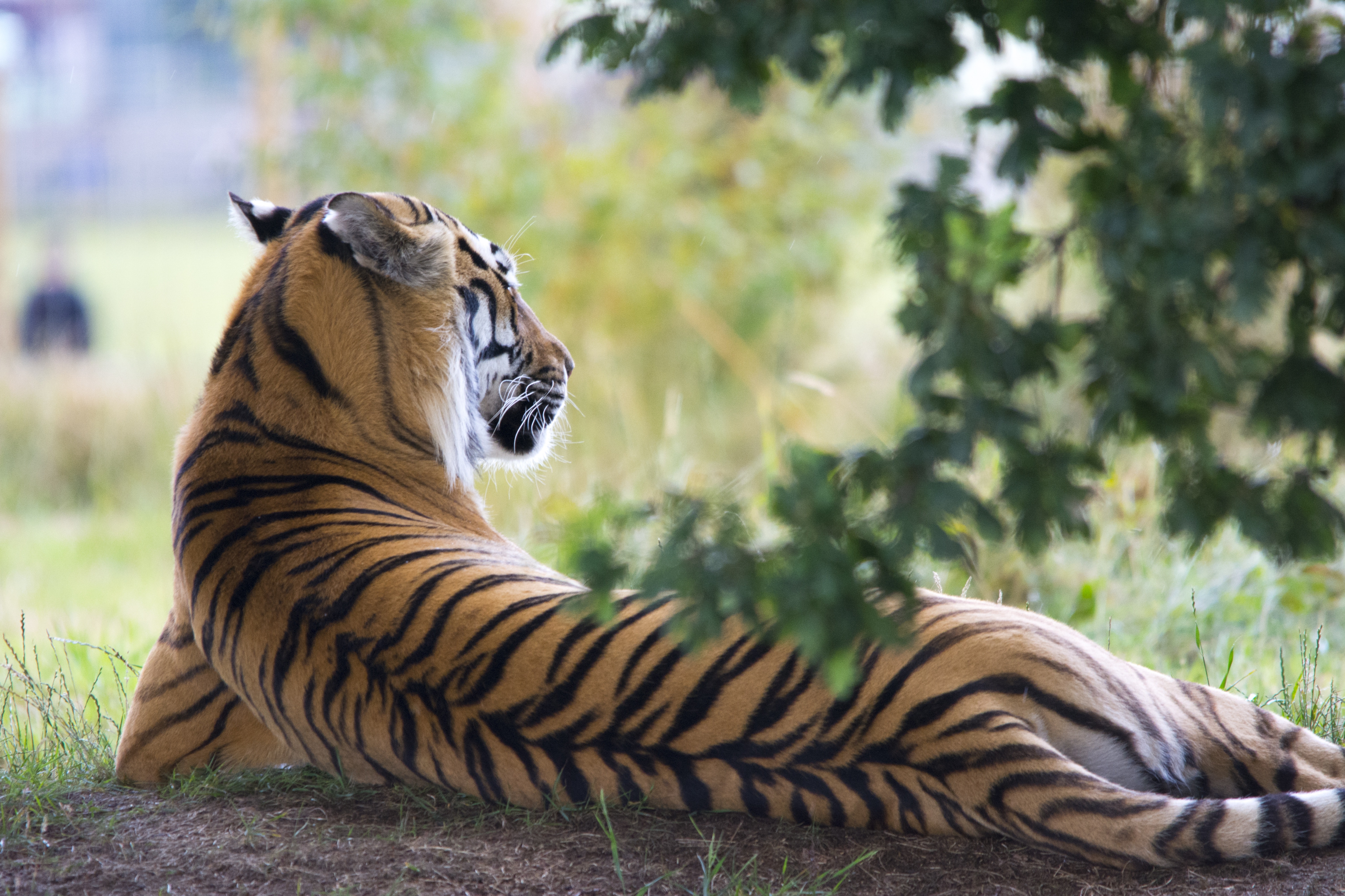 Tiger lying down during daytime photo