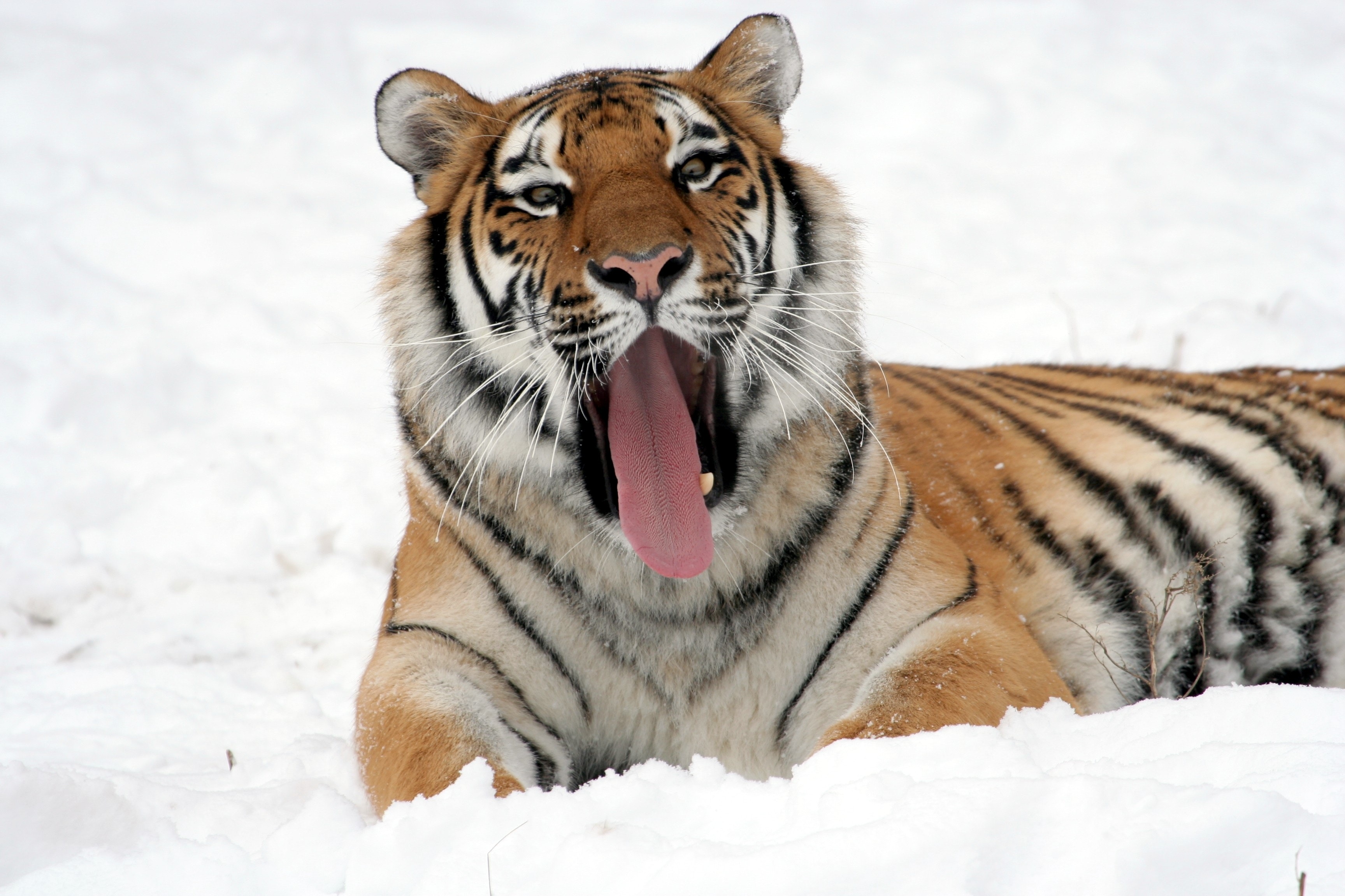 Tiger lying on snow field while yawning photo