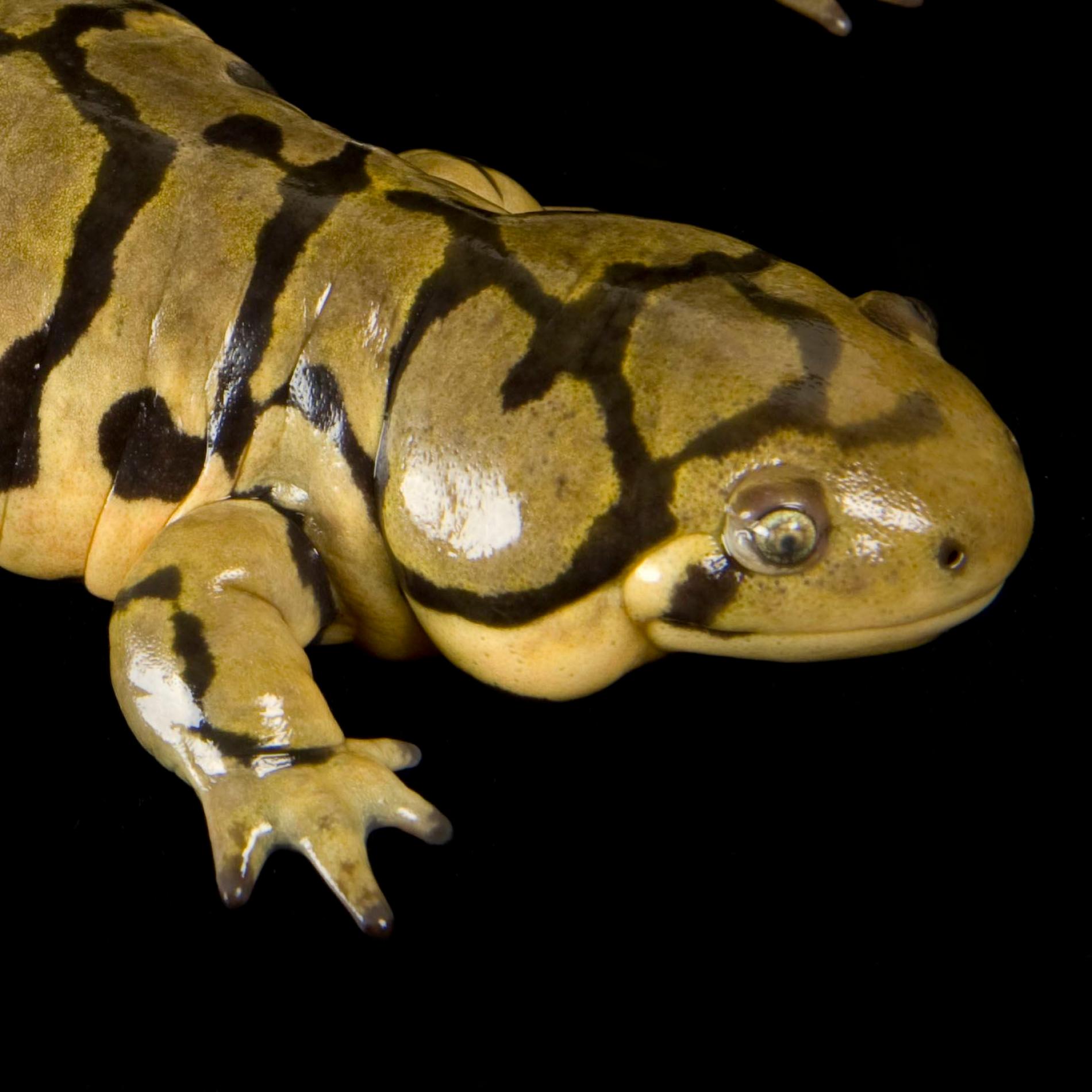 Tiger salamander photo