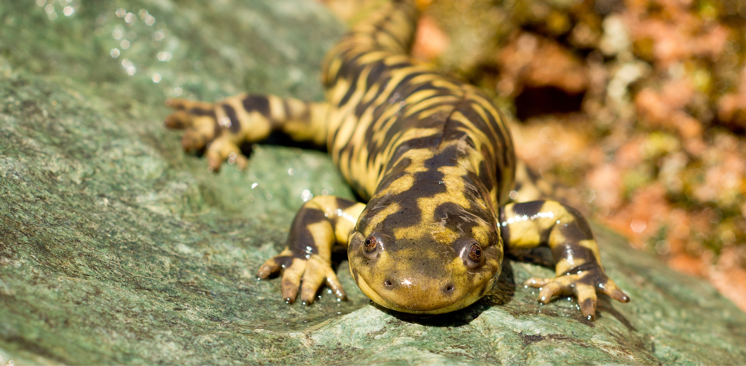 Tiger salamander photo