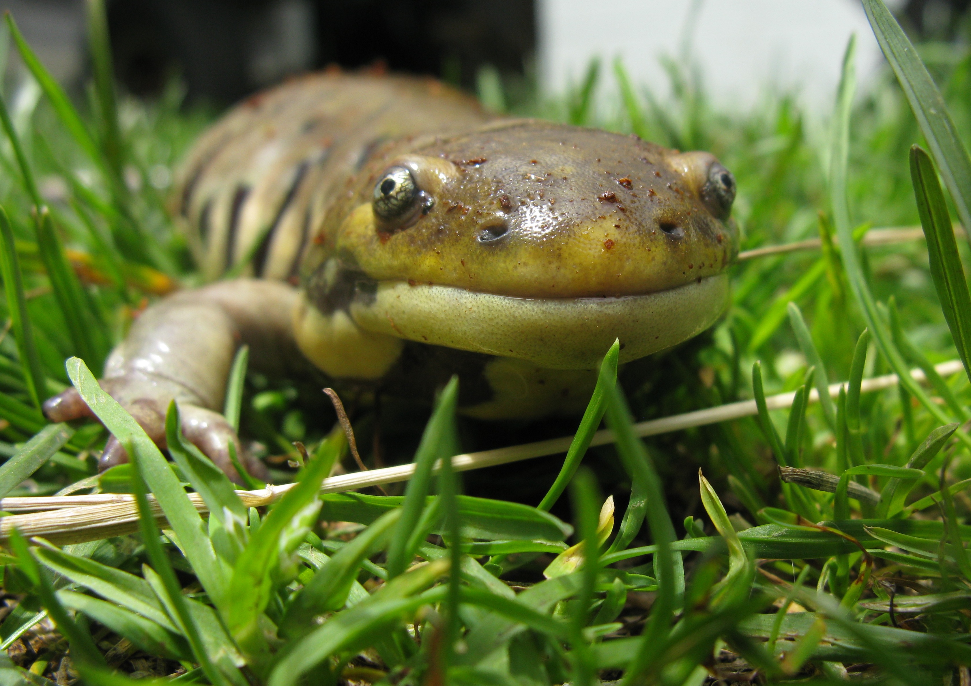 tiger salamanders | Backyard Zoologist