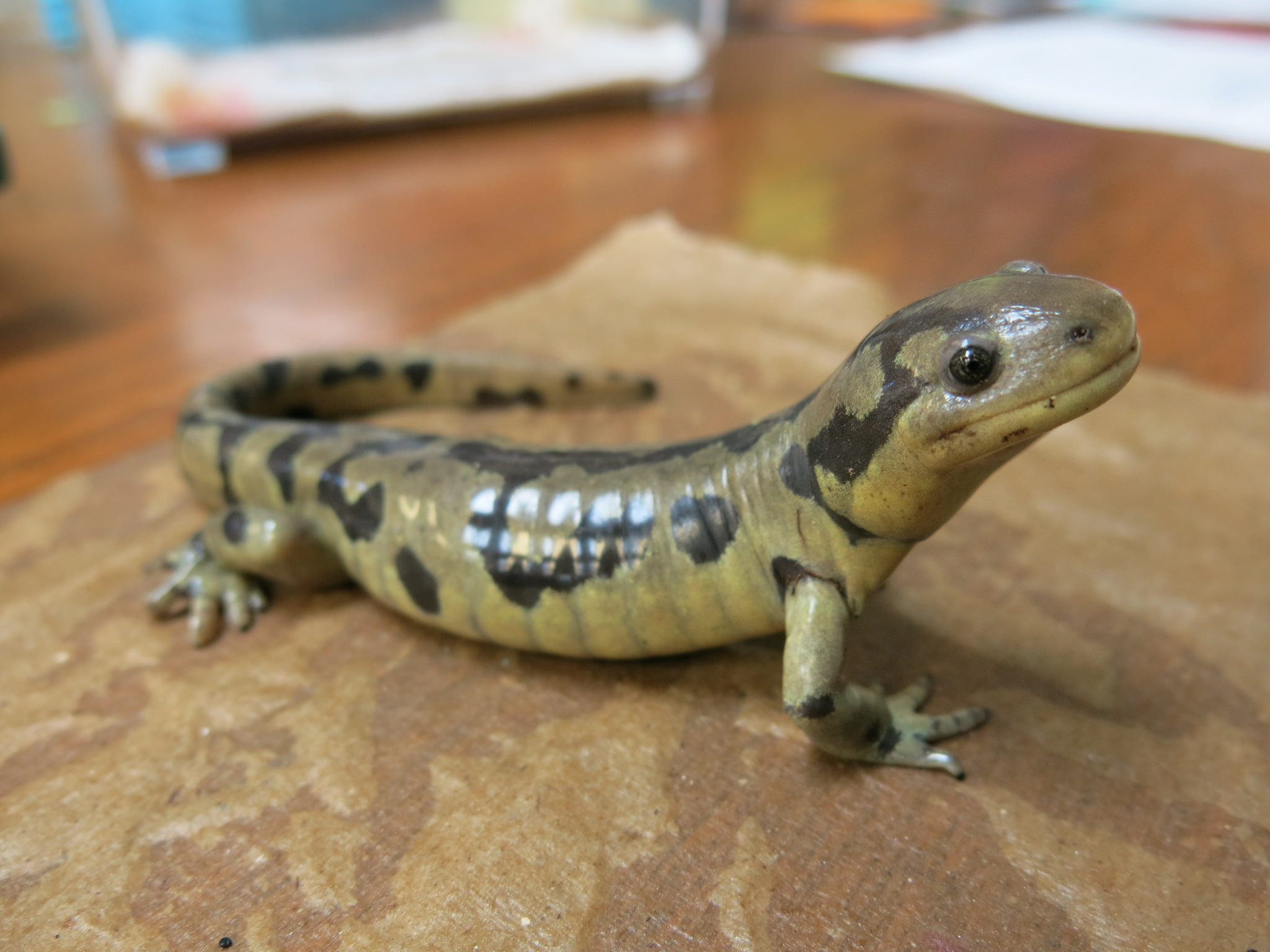 Tiger Salamanders and Mammals: Underground Companions? – Pajarito ...